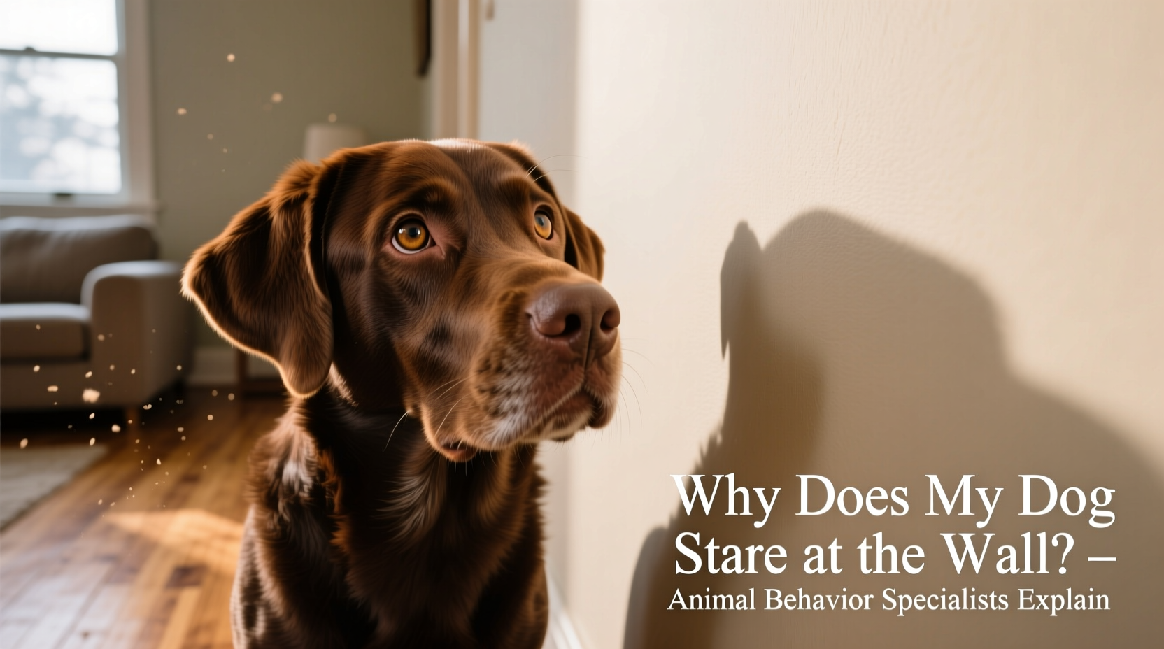 why does my dog stare at the wall behavior explained by animal experts