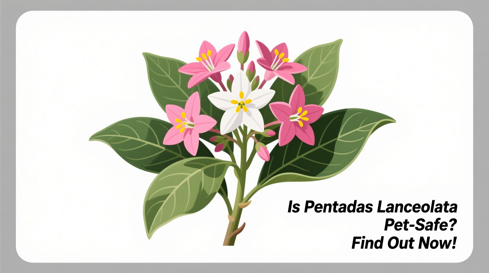 Is Pentas Lanceolata Pet-Safe? Find Out Now!