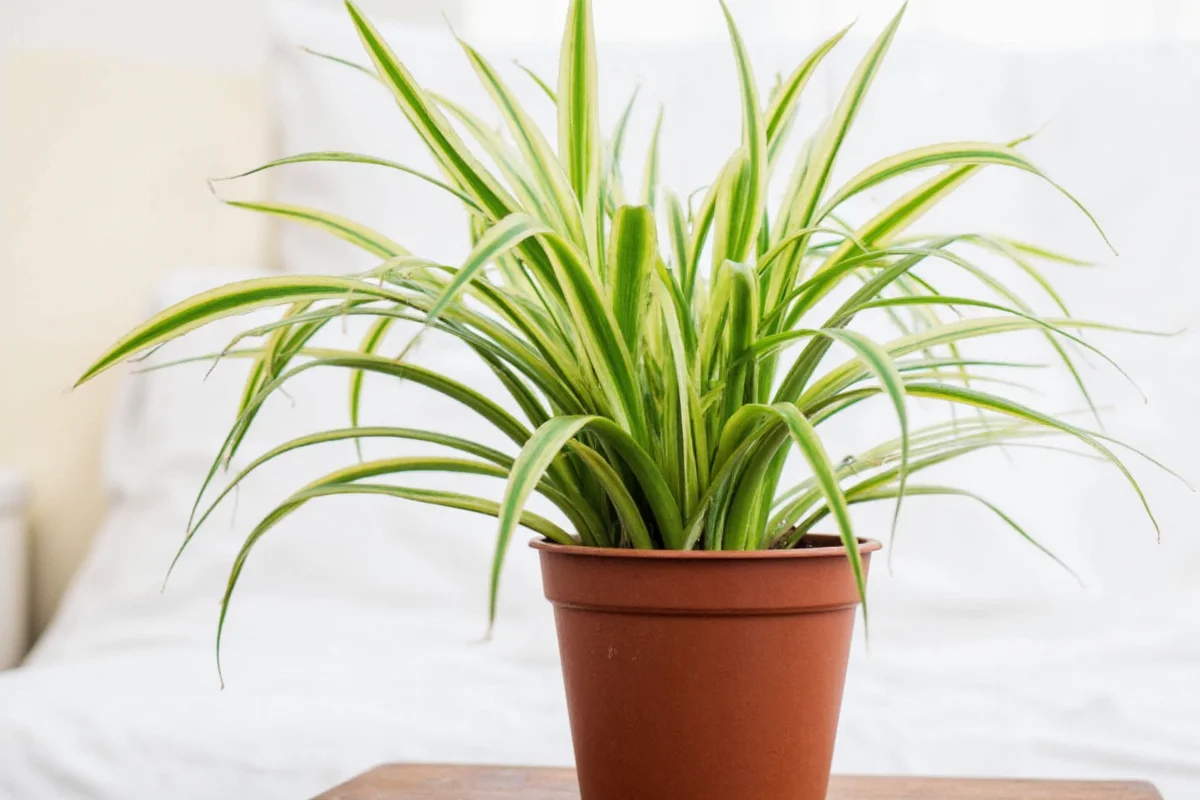 How Often Do You Water A Spider Plant