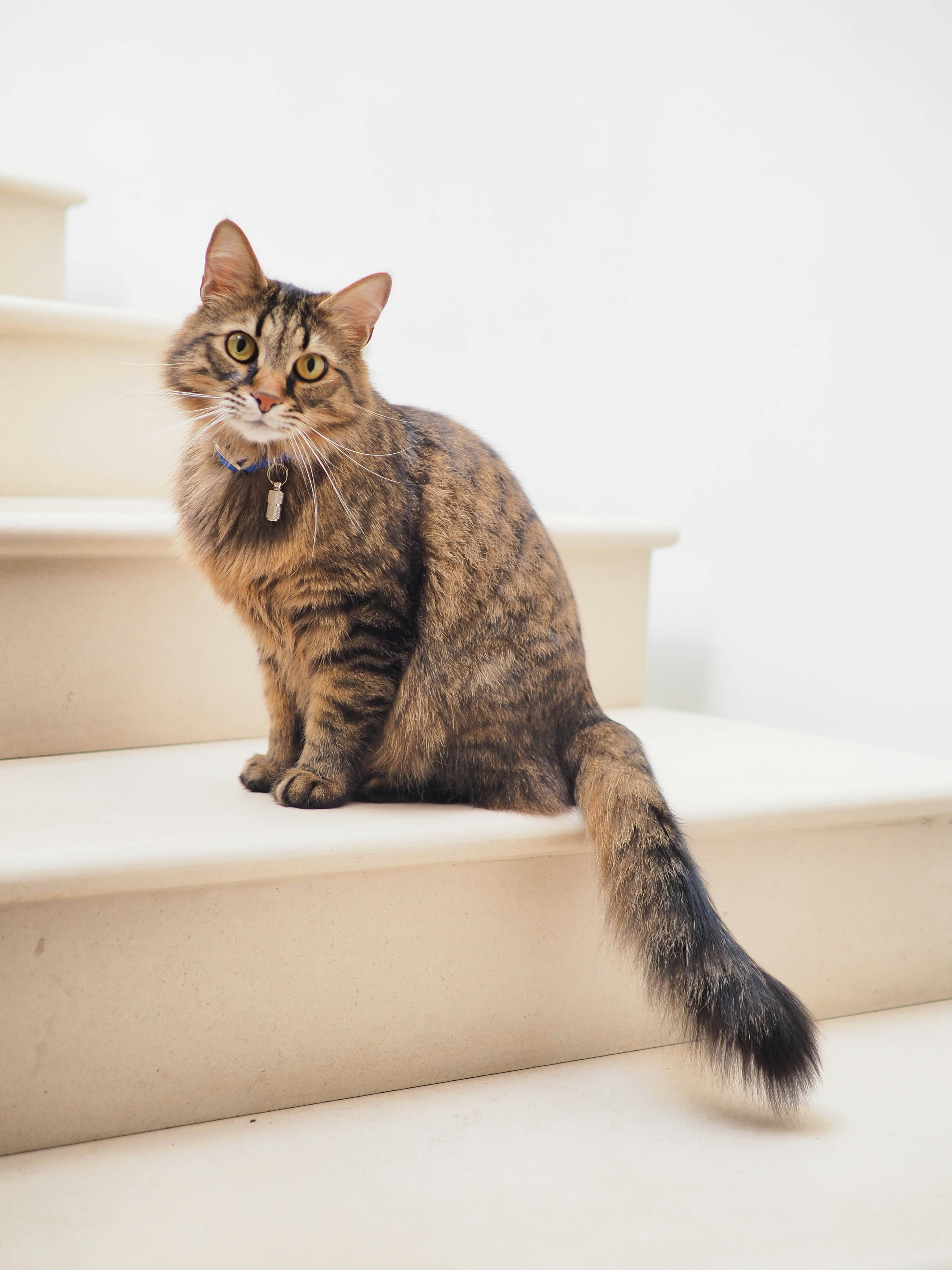10 Warning Signs Your Cat Might Be Sick