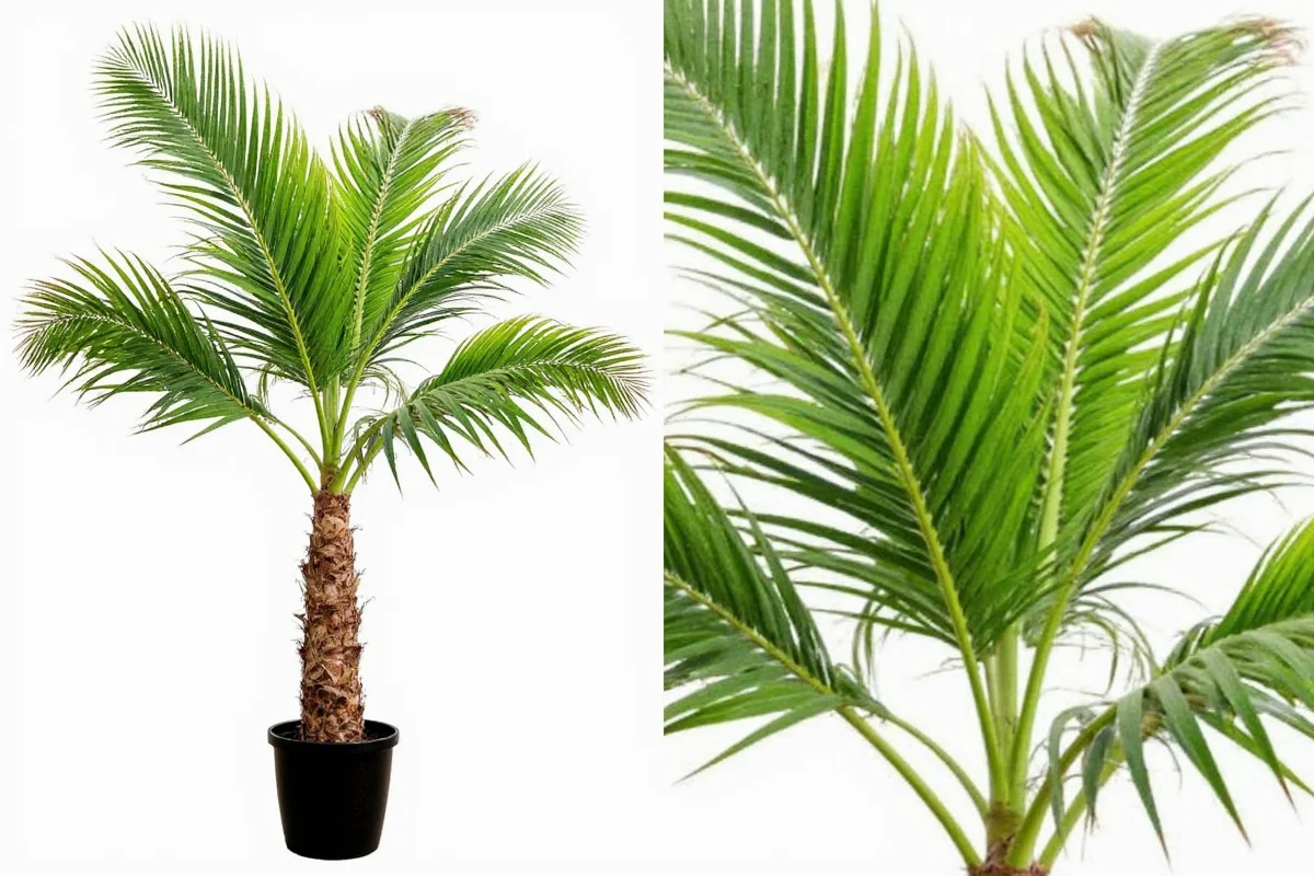 Palm Plant Care Tips for Healthy Indoor Palms