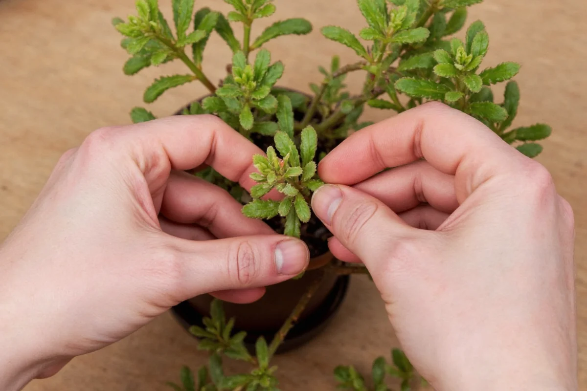 Kalanchoe Propagation: 5 Easy Methods (2026)
