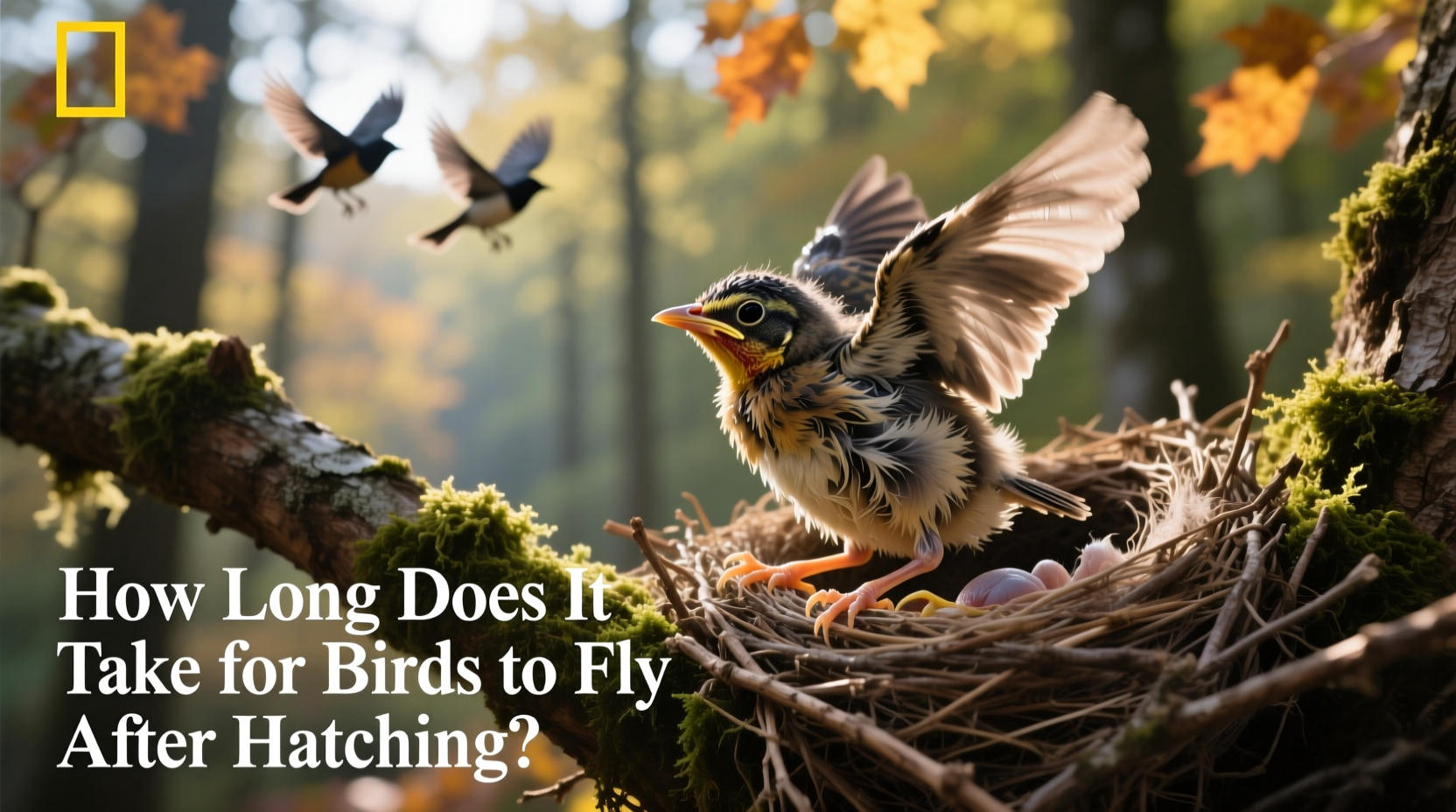 How Long Does It Take for Birds to Fly After Hatching?