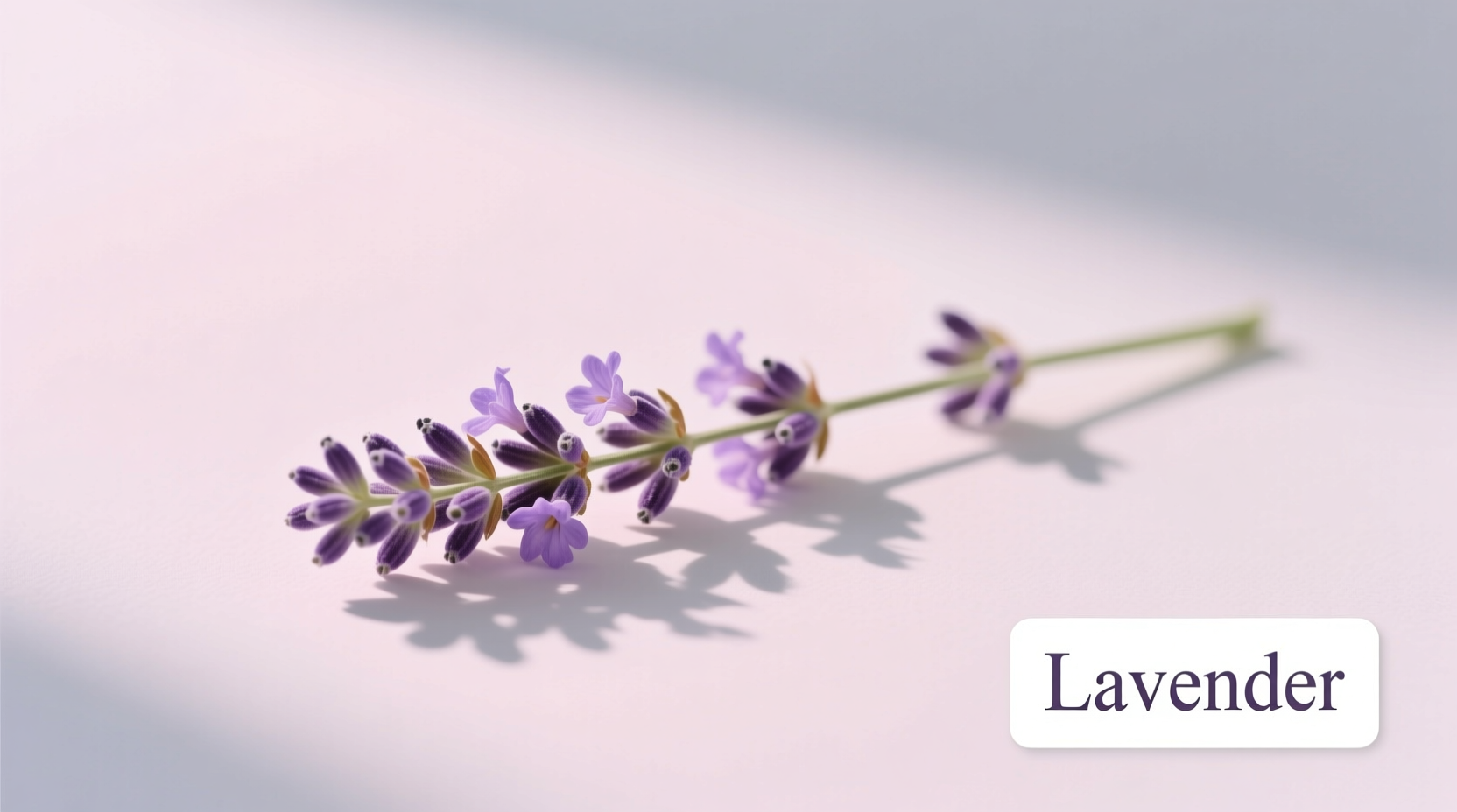Is Lavender Pink or Purple? 5 Facts | TheHomeSprouts