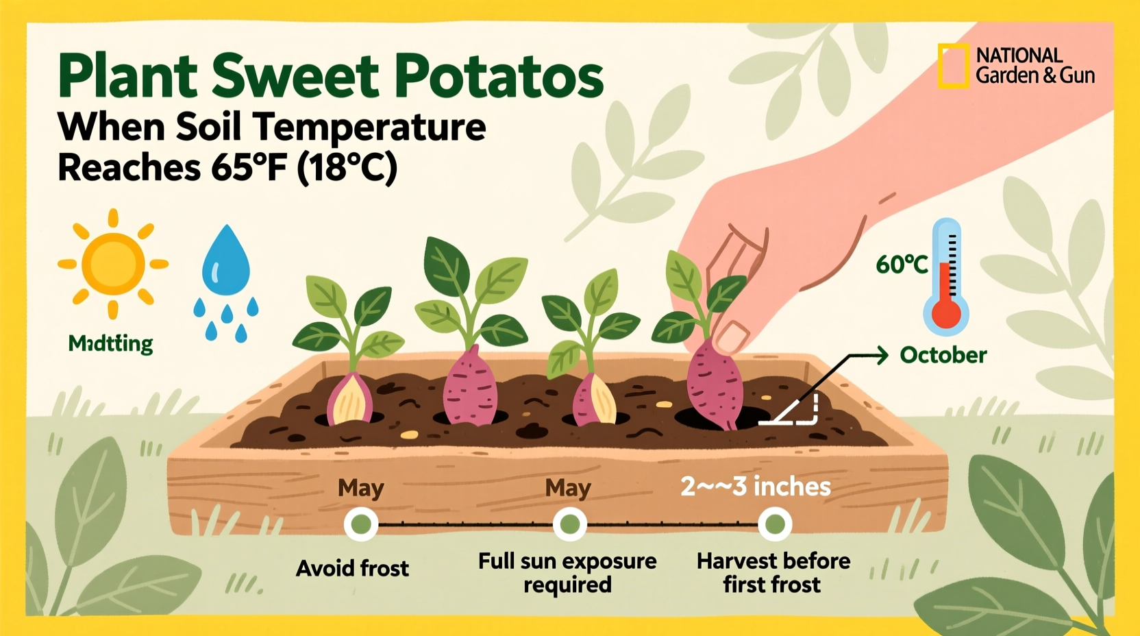 When to Plant Sweet Potatoes: Complete Timing Guide
