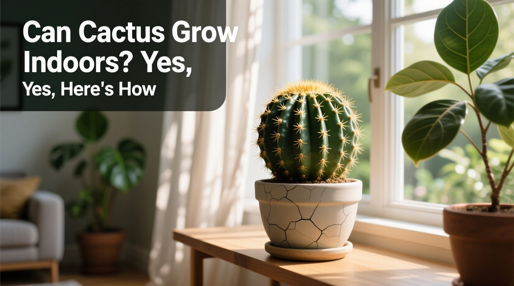 can cactus grow indoors