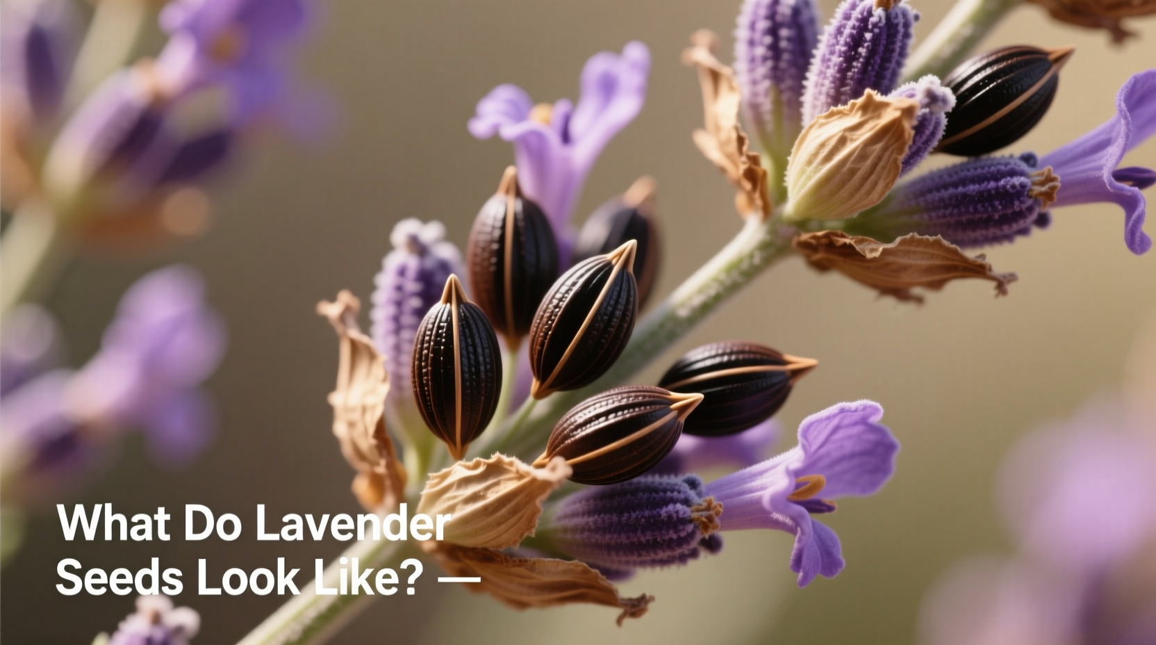 What Do Lavender Seeds Look Like? Visual Guide