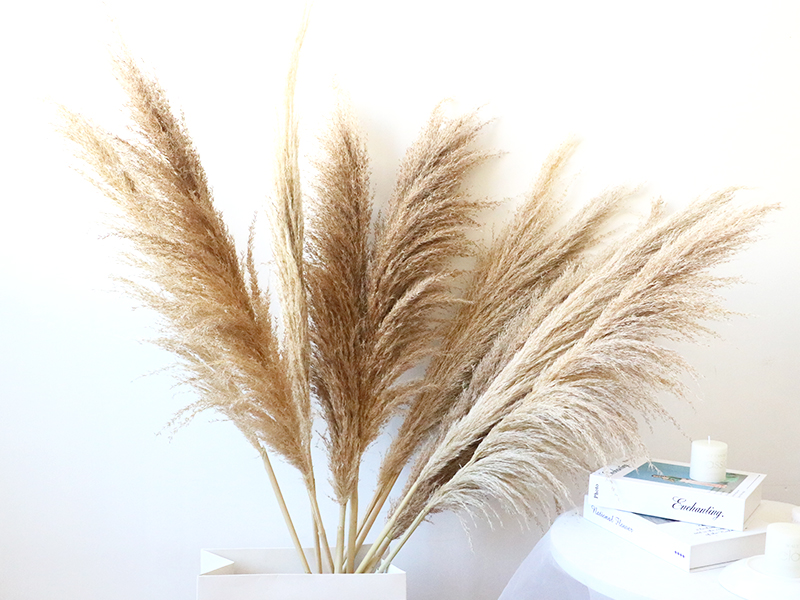 不容易脱落的芦苇干普通芦苇羽干天然干大潘帕斯草