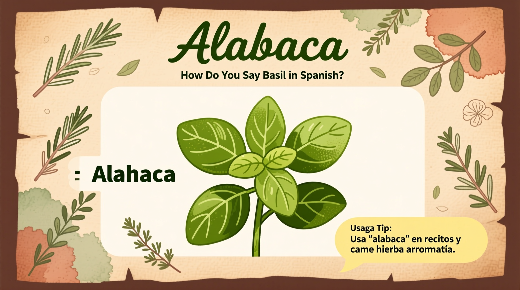 how do you say basil in spanish