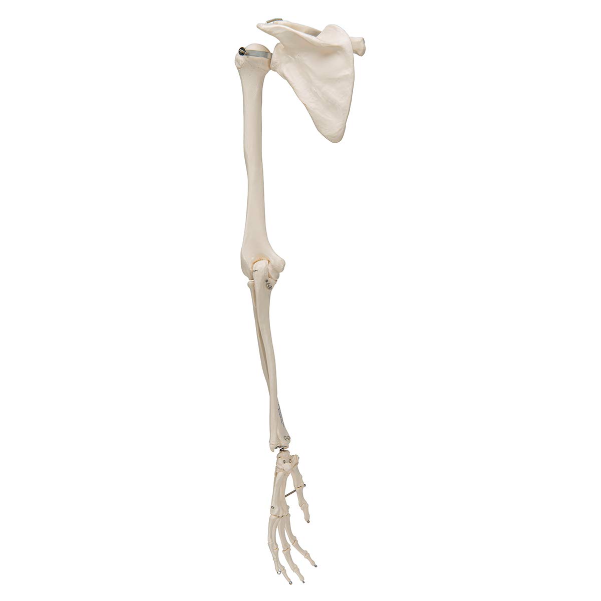 SKELETON ARM スケルトンアーム 海外玩具 スケルトンアーム バックスクラッチャー(孫の手) Skeleton arm