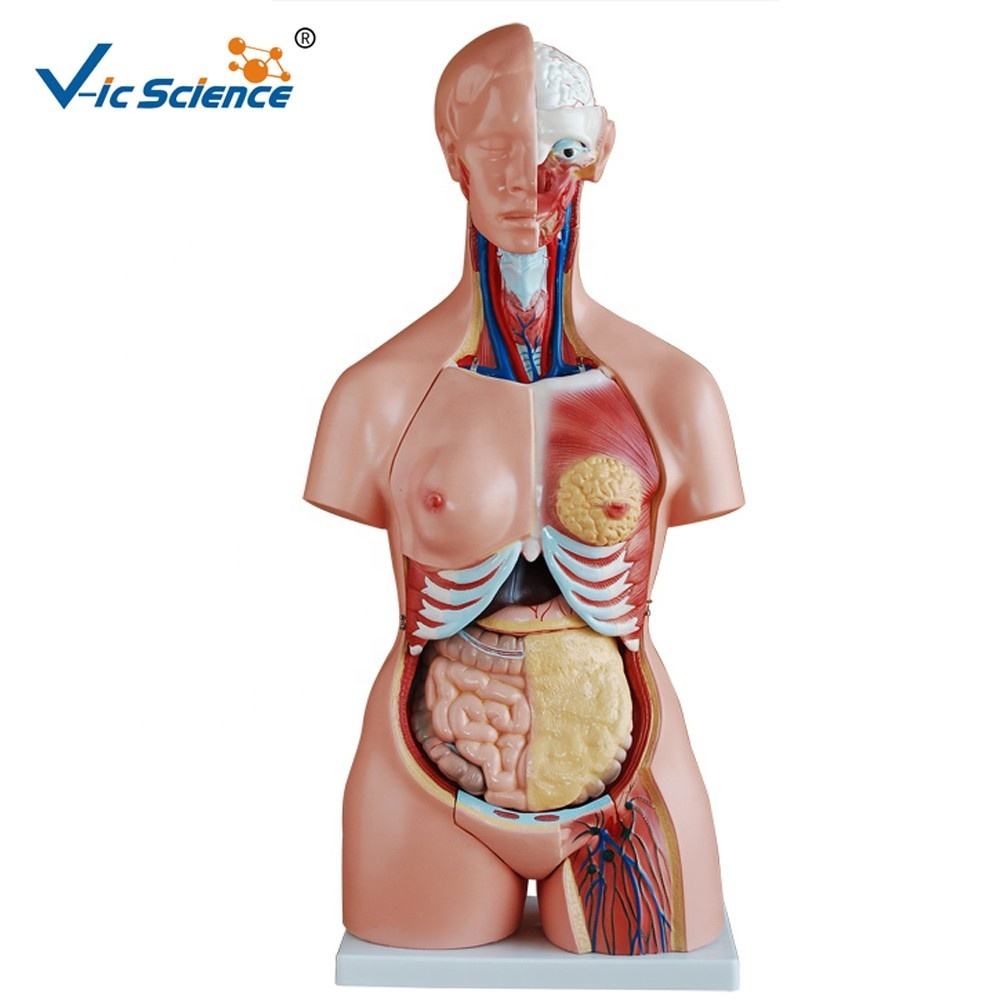 85 cm Tri-Sex Human Anatomical Torso Model - Vivid 21-Part