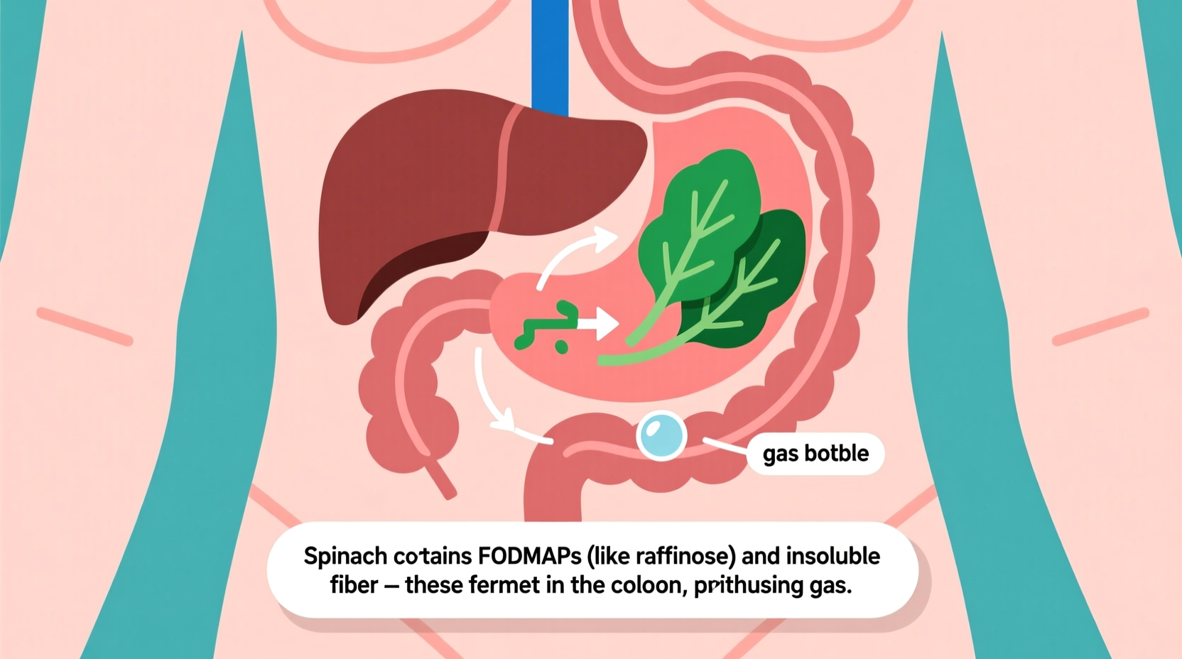 Does Spinach Cause Gas? Science-Backed Facts & Solutions