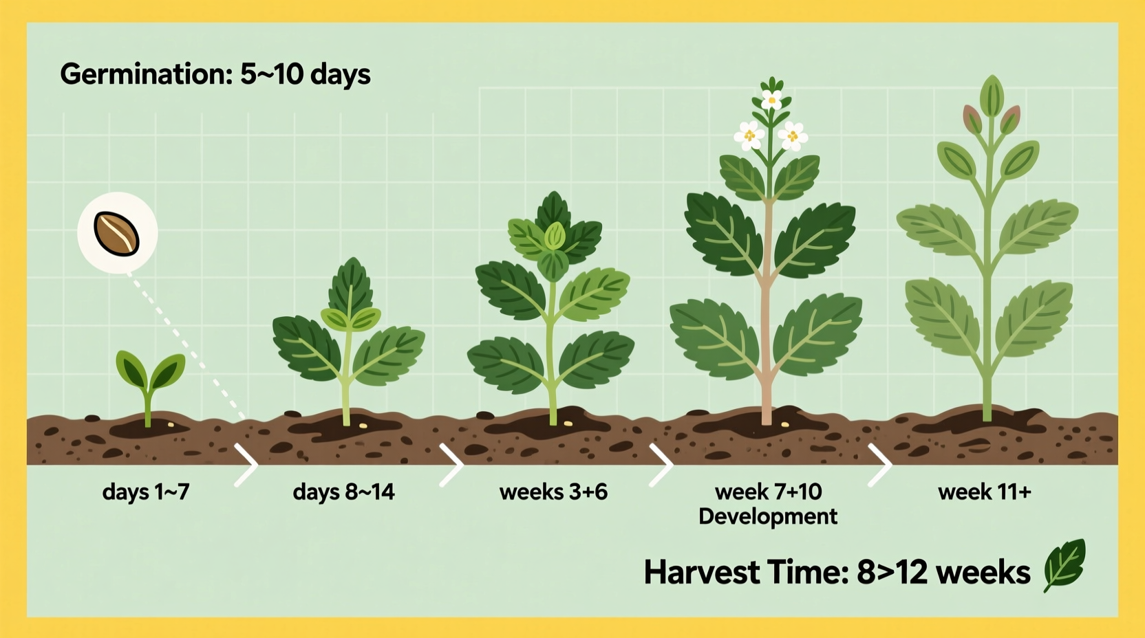 How Long Does Mint Take to Grow? Full Timeline + Tips