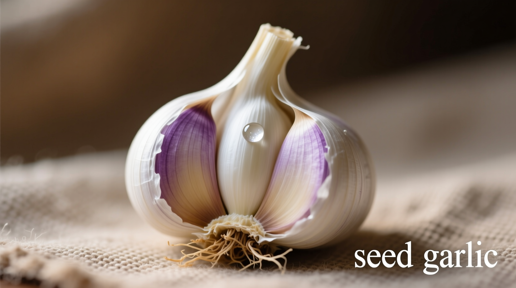 Seed Garlic: What It Is & Why It Matters for Your Garden