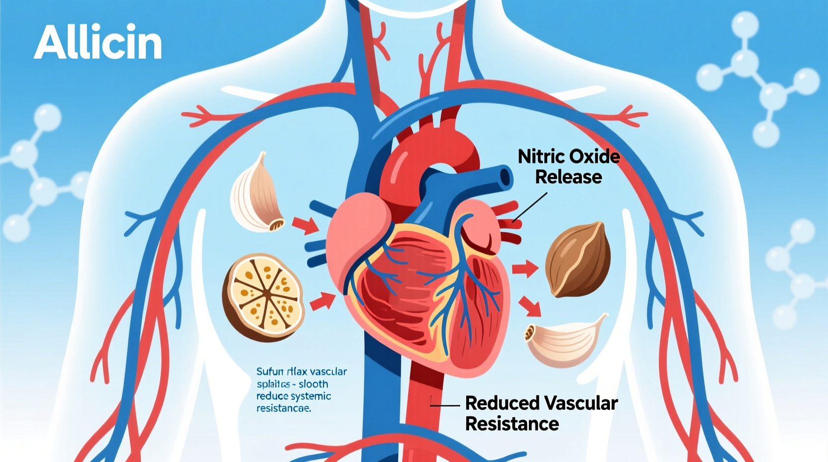Garlic and Blood Pressure: Evidence-Based Effects Explained