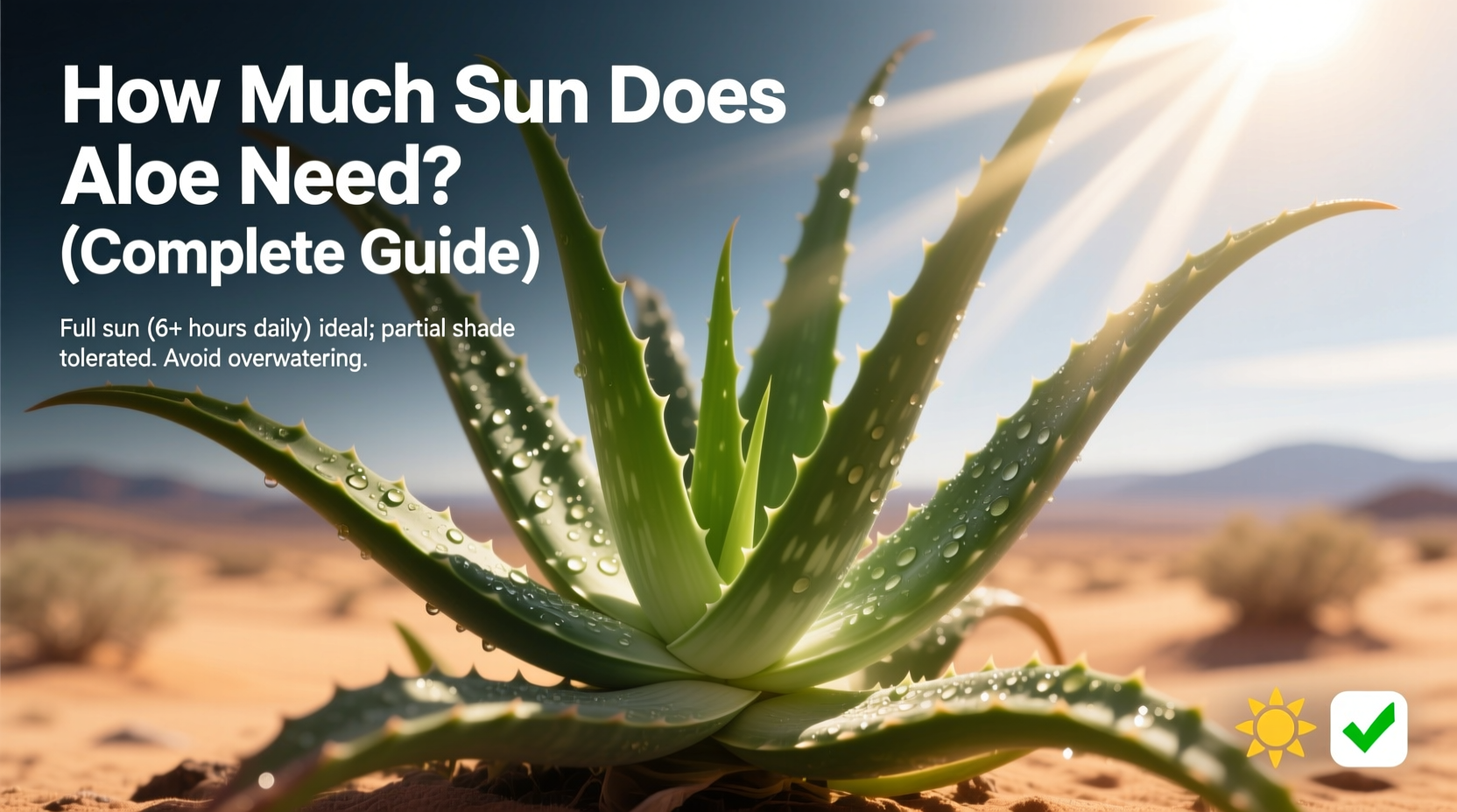 how much sun does aloe need