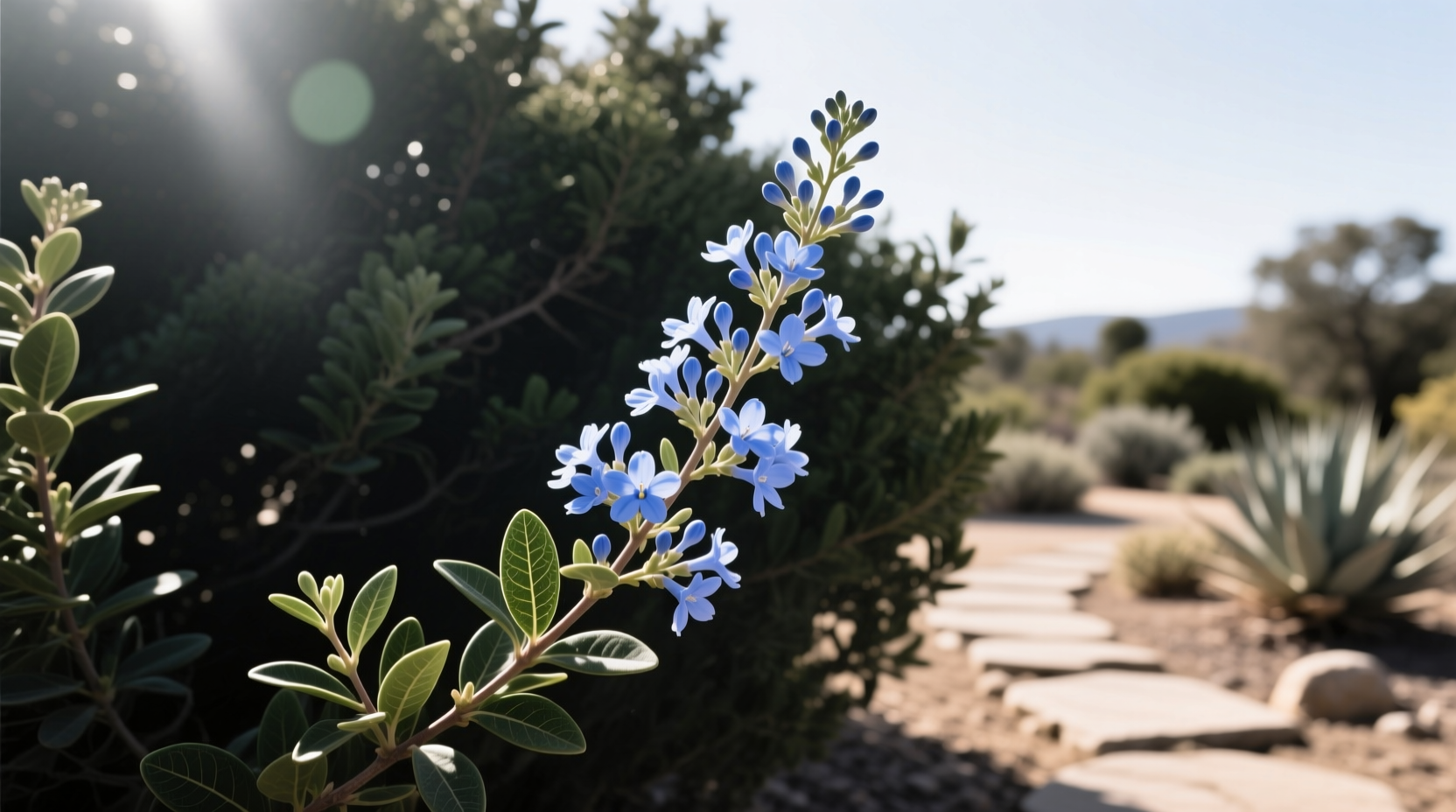 Close-up of California lilac flowers showing clusters of tiny blue blossoms against dark green leaves