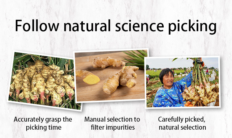 Cas 8007 08 7 Wholesale Price Slimming Ginger Massage Essential Oil For Hair care