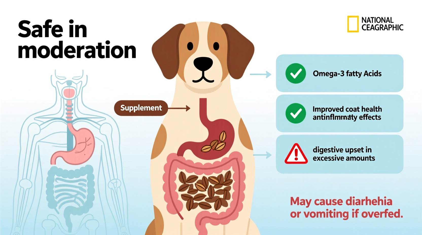 Fresh Look at Flaxseed For Dogs Is It Safe Benefits Risks Poisoning