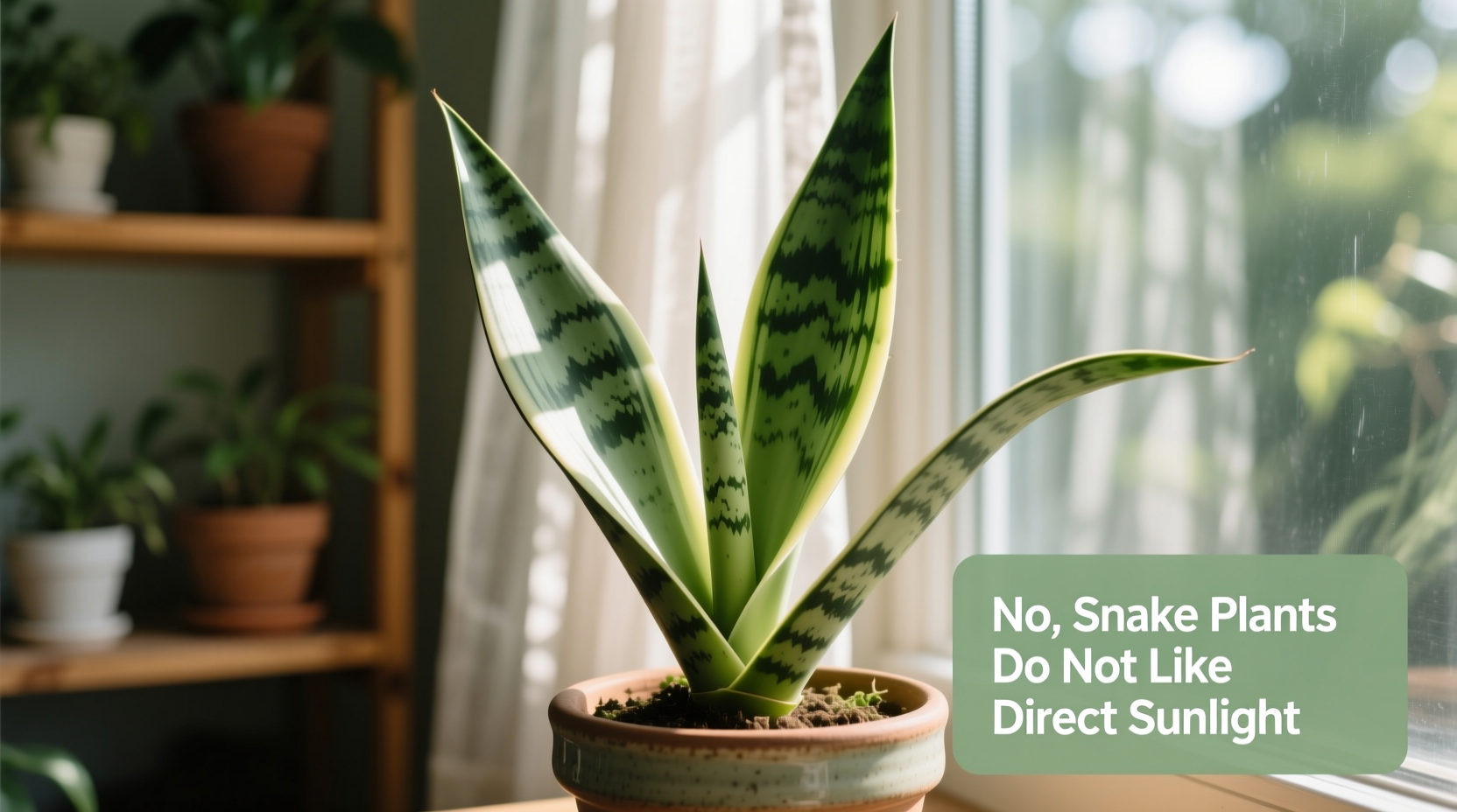 do snake plants like direct sunlight