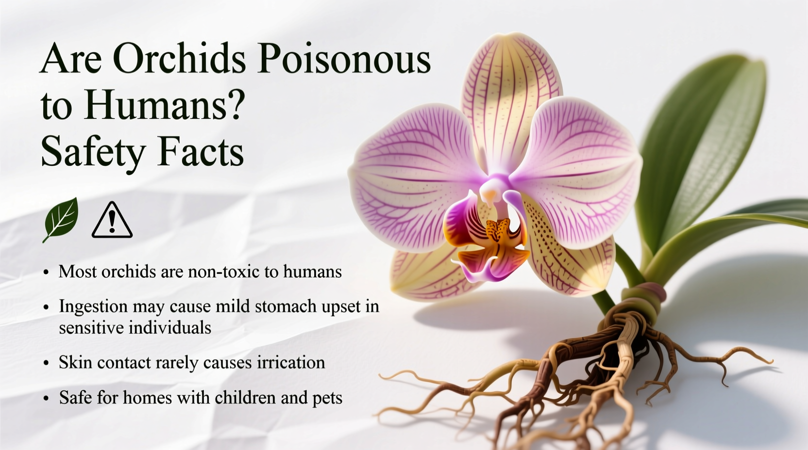are orchids poisonous to humans