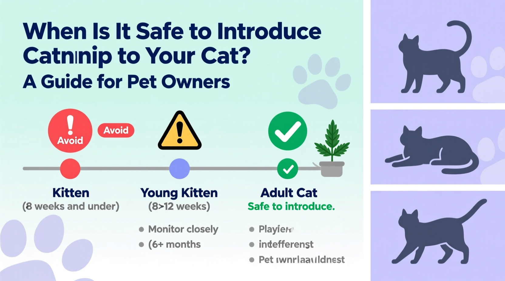 when is it safe to introduce catnip to your cat a guide for pet owners