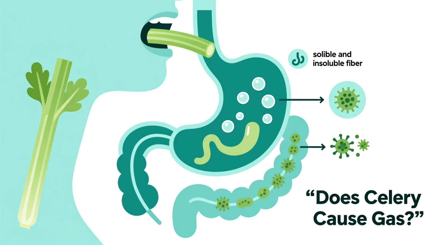 does celery cause gas