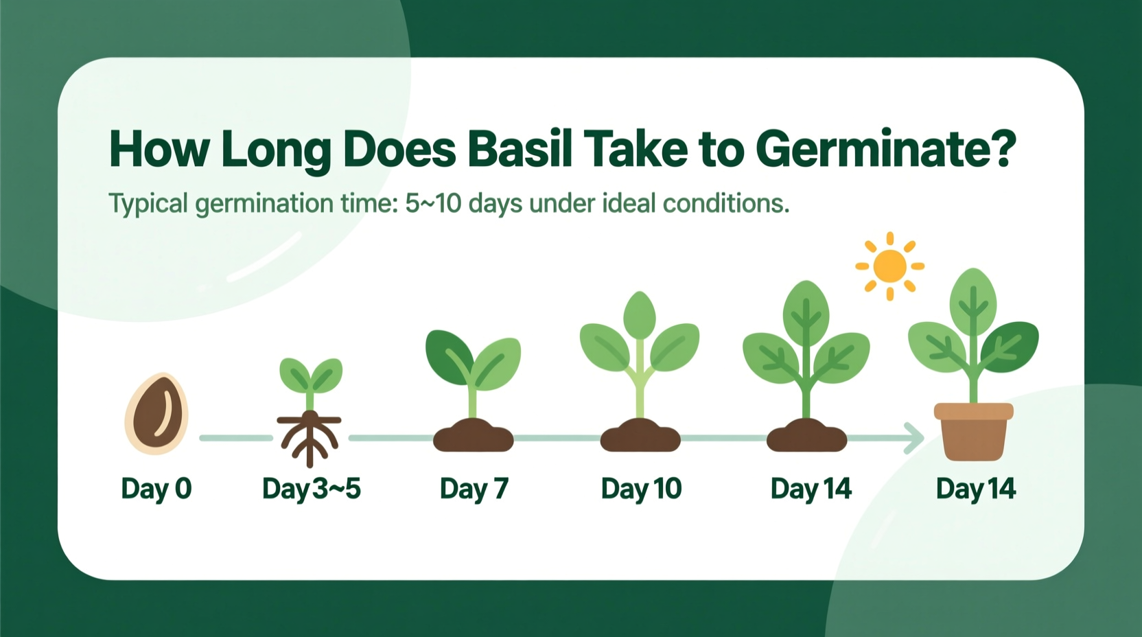 how long does it take basil to germinate