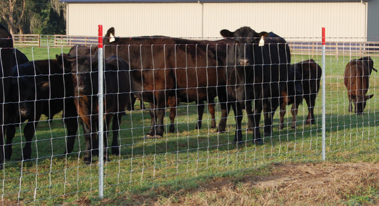 养牛围栏/用于家禽的热浸镀场域铁丝网栅栏