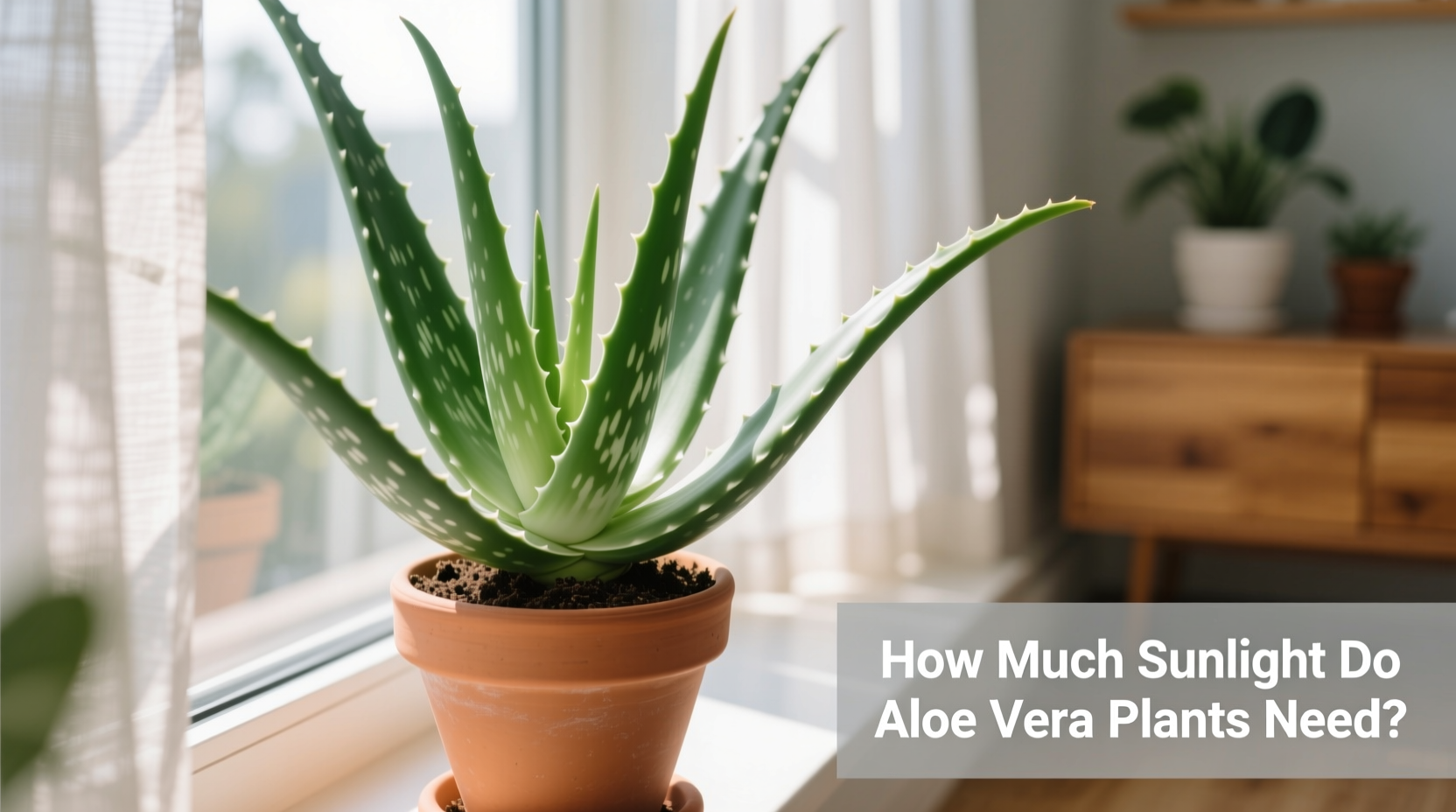 how much sunlight do aloe vera plants need