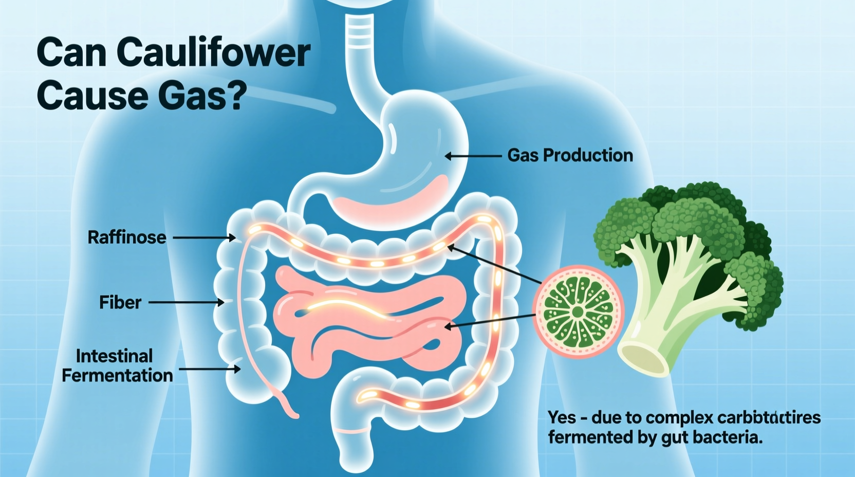 Can Cauliflower Cause Gas? Science-Backed Answers