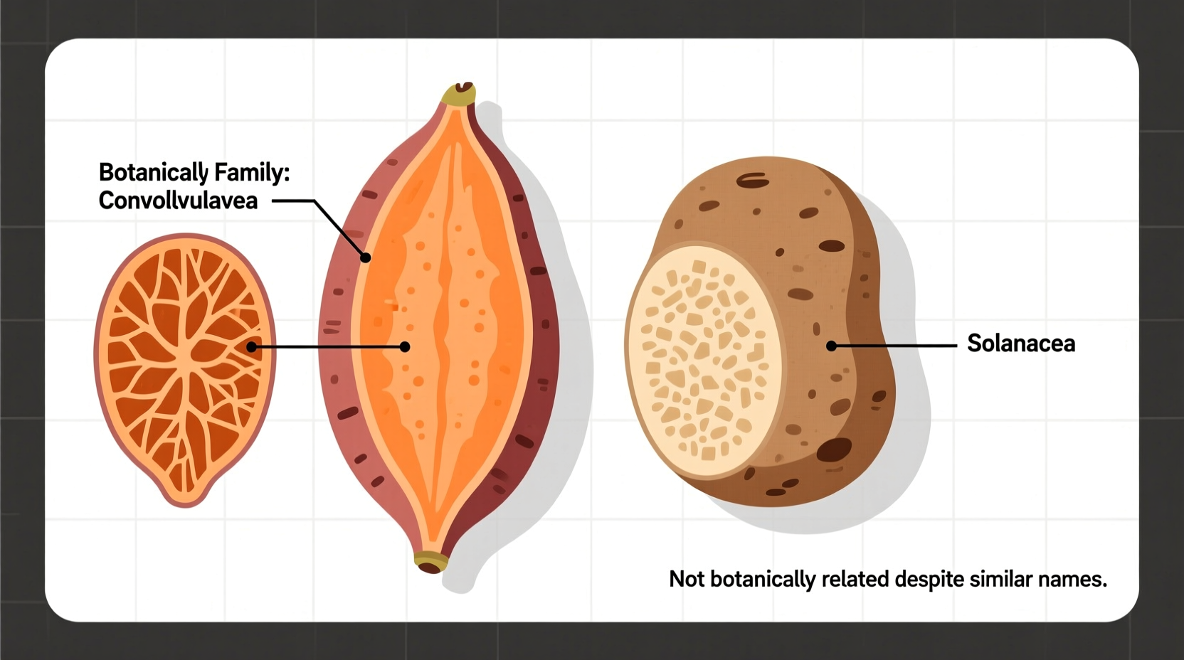 Sweet Potato vs Potato: Clear Botanical Differences Explained