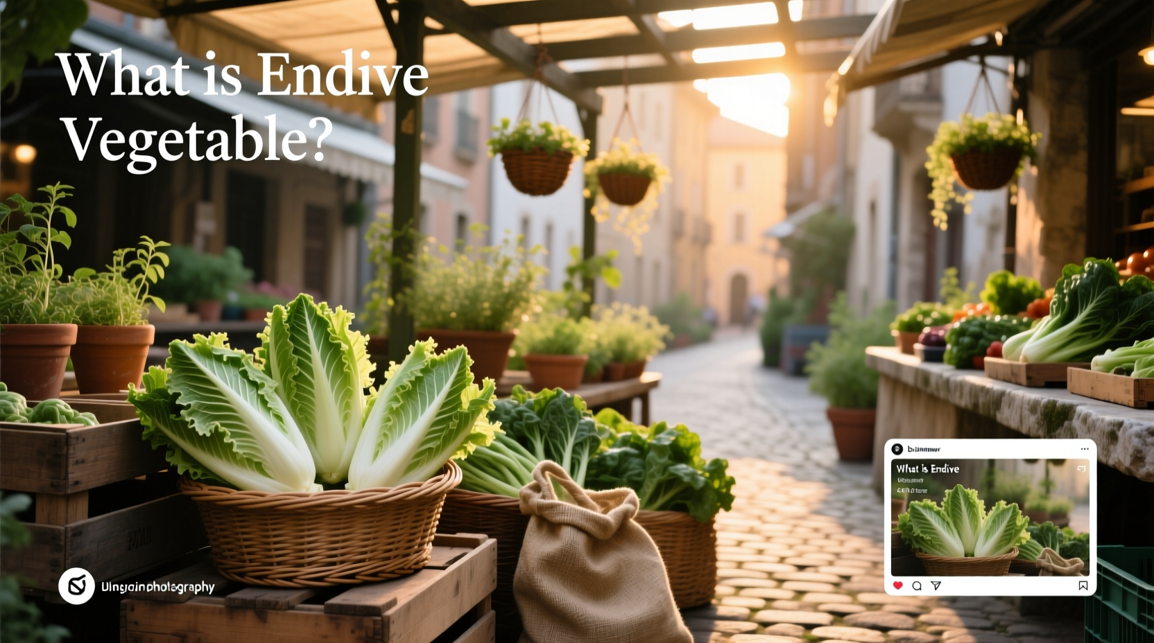 what is endive a practical guide to types, taste use