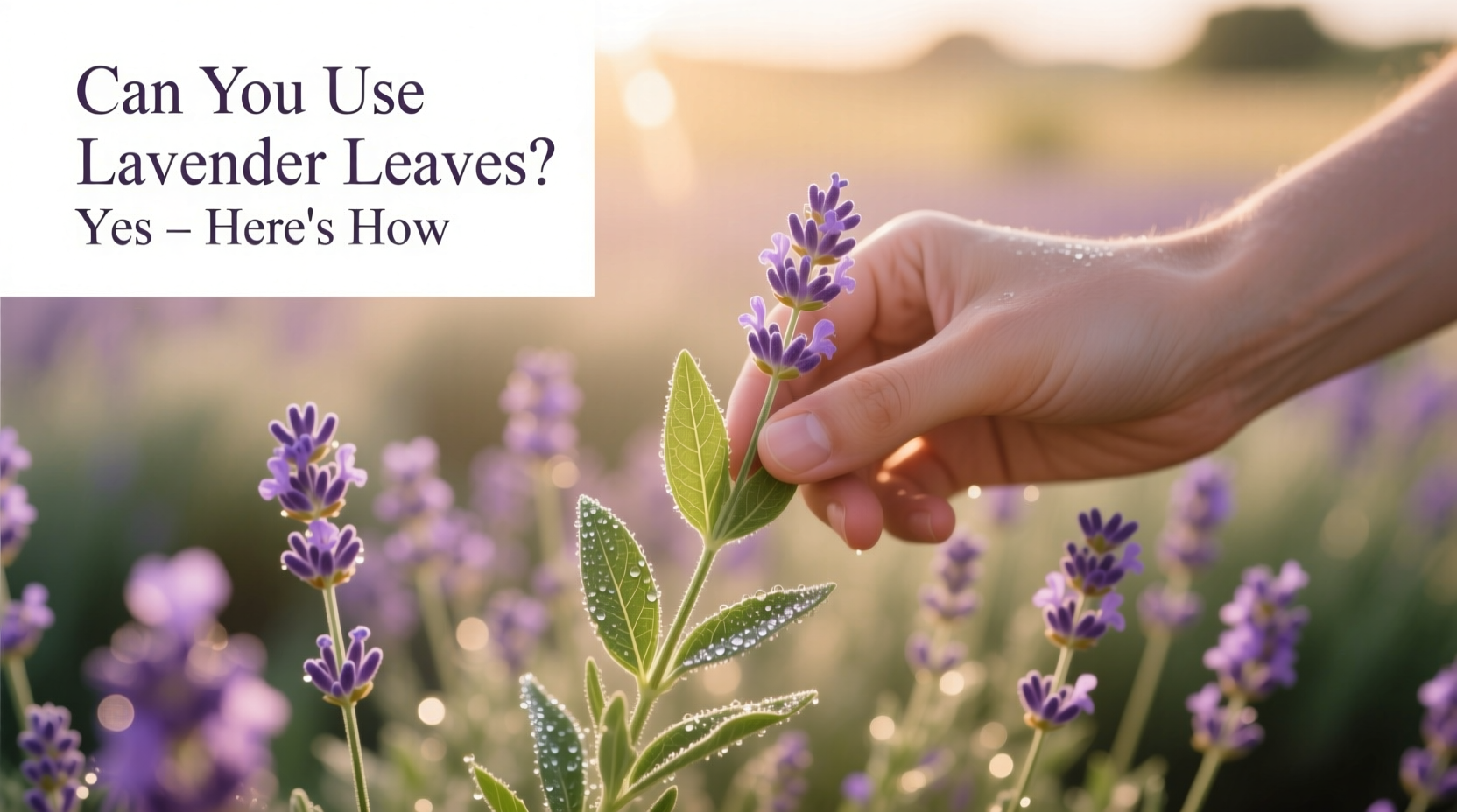can you use lavender leaves