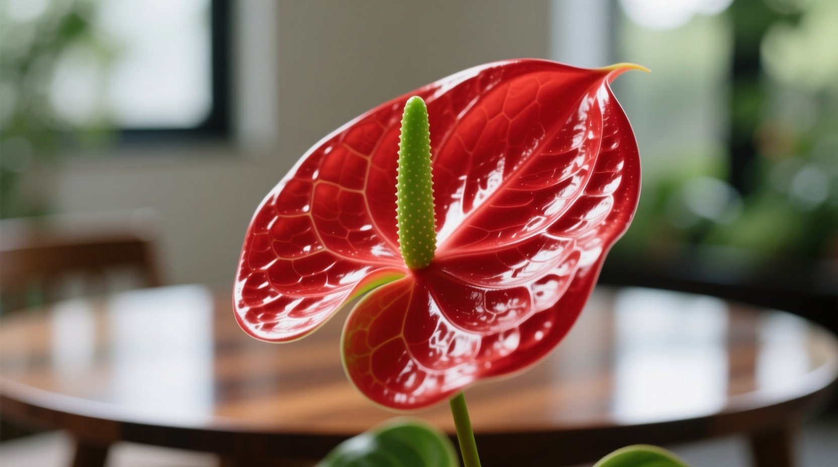Anthurium Plant Meaning: Symbolism, History & Care Insights