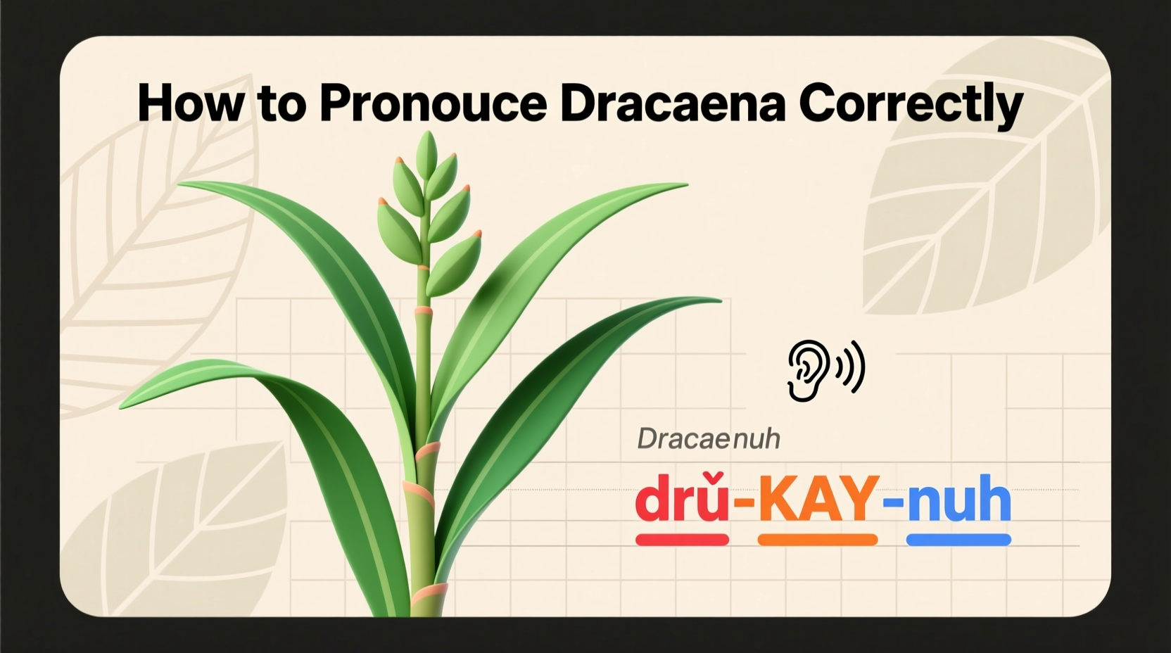 How to Pronounce Dracaena Correctly