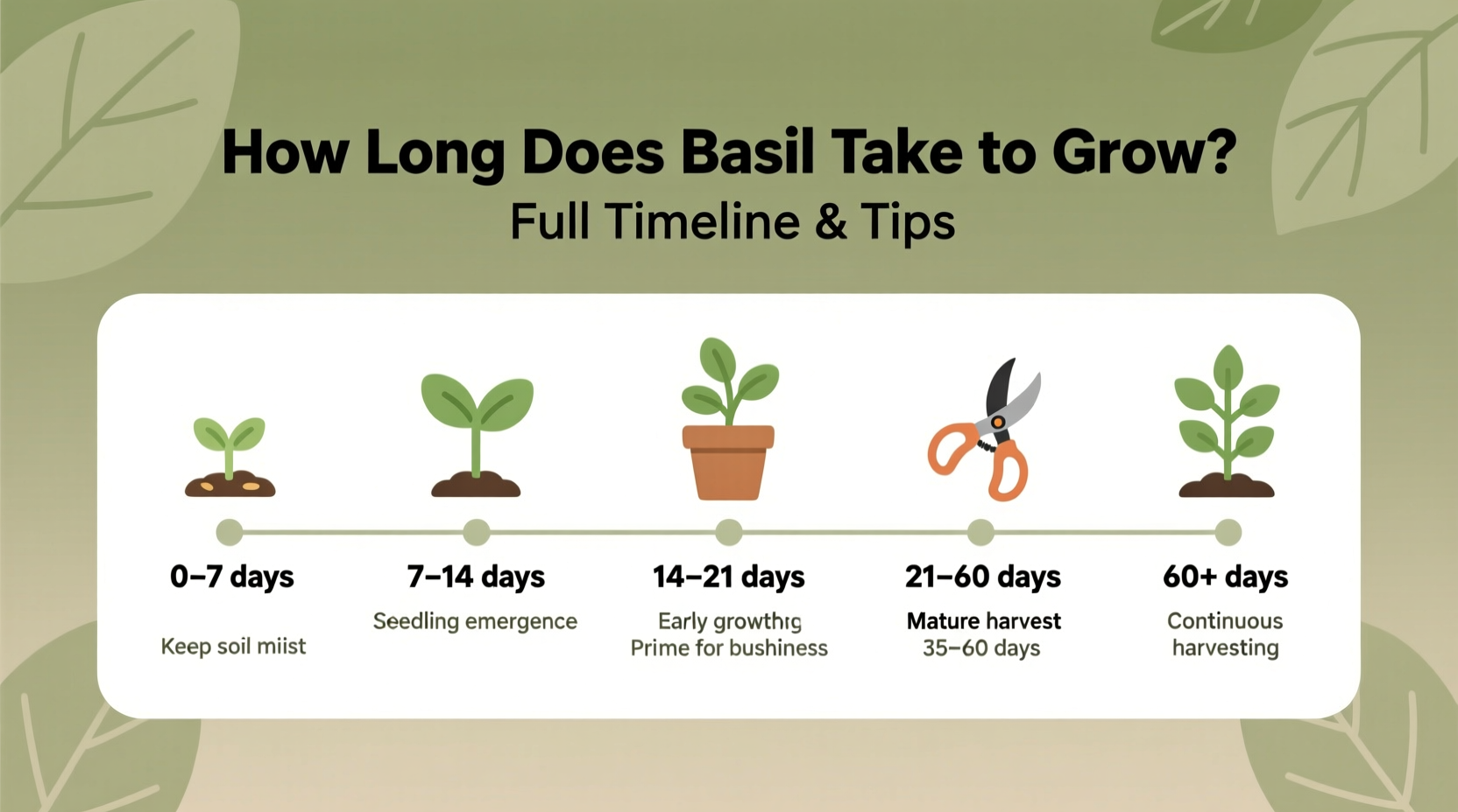 how long does it take basil to grow