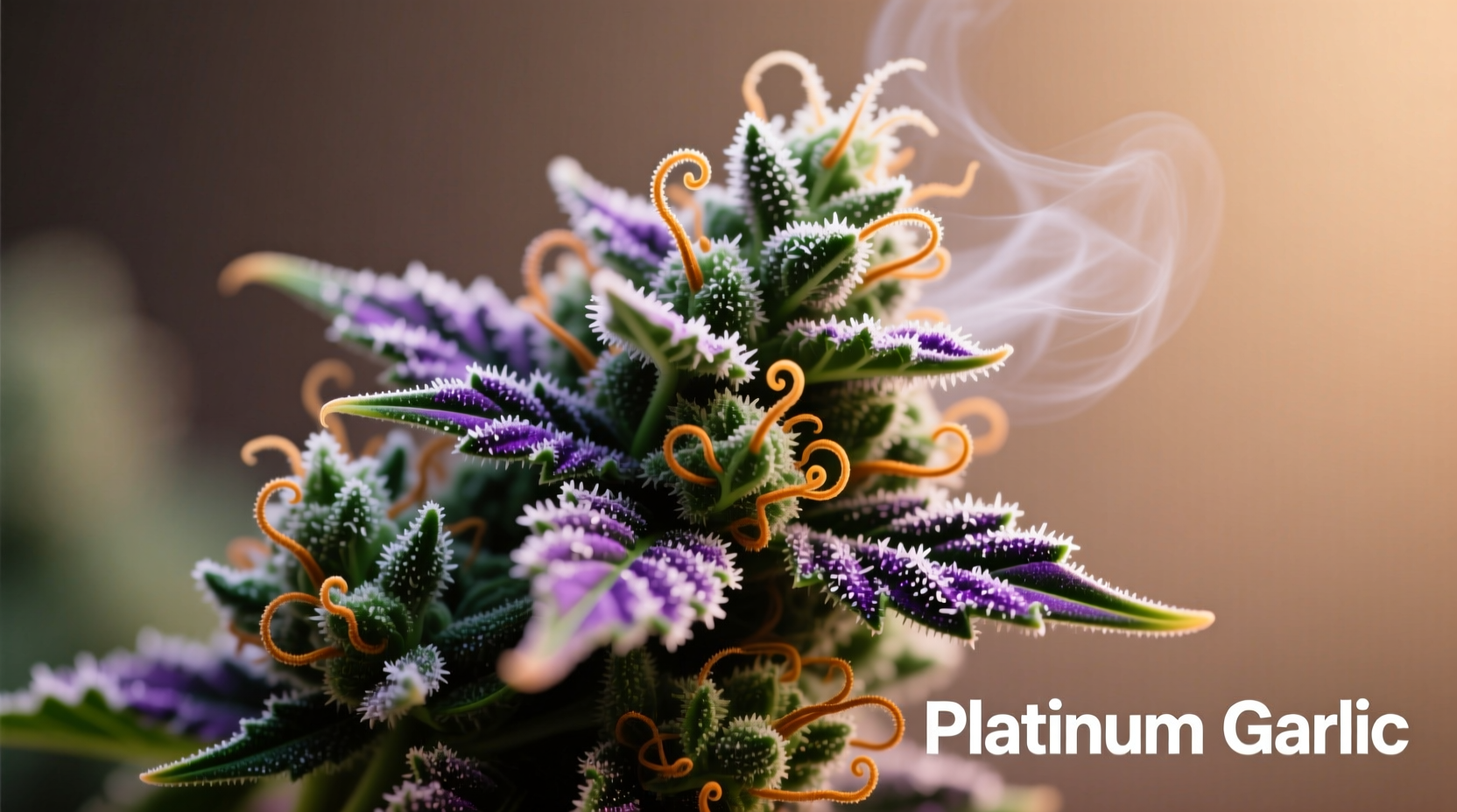 Platinum Garlic Strain: Complete Guide to Effects & Growing