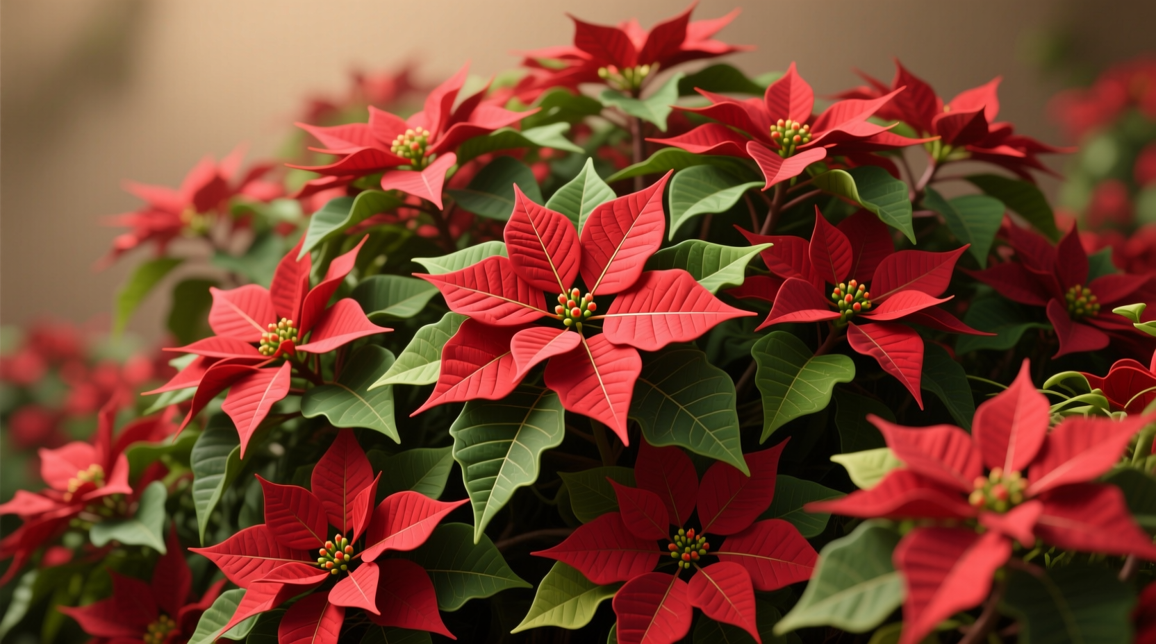 Bulk Poinsettias: How to Buy, Store & Care for Large Orders