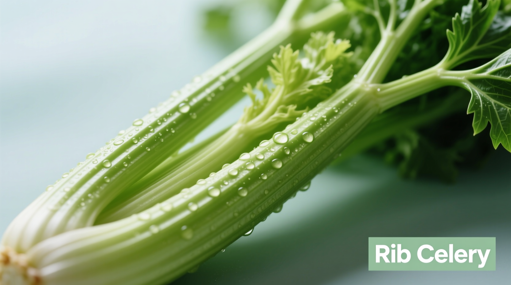 Rib Celery Explained: What It Really Means for Cooking
