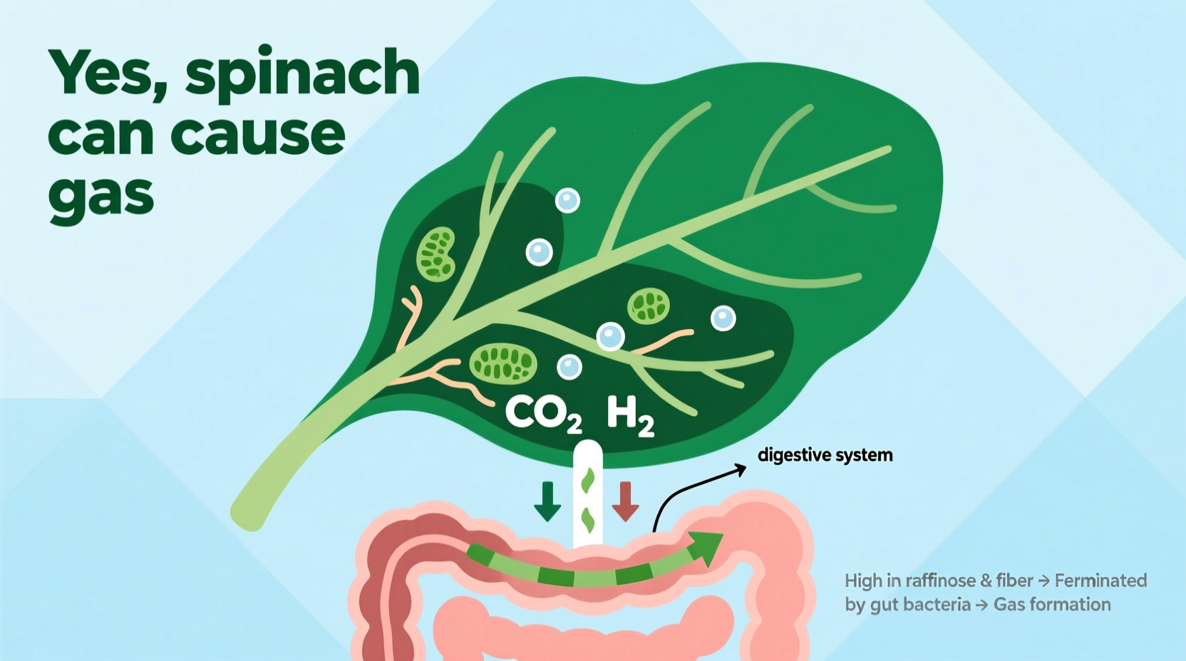 do spinach give you gas