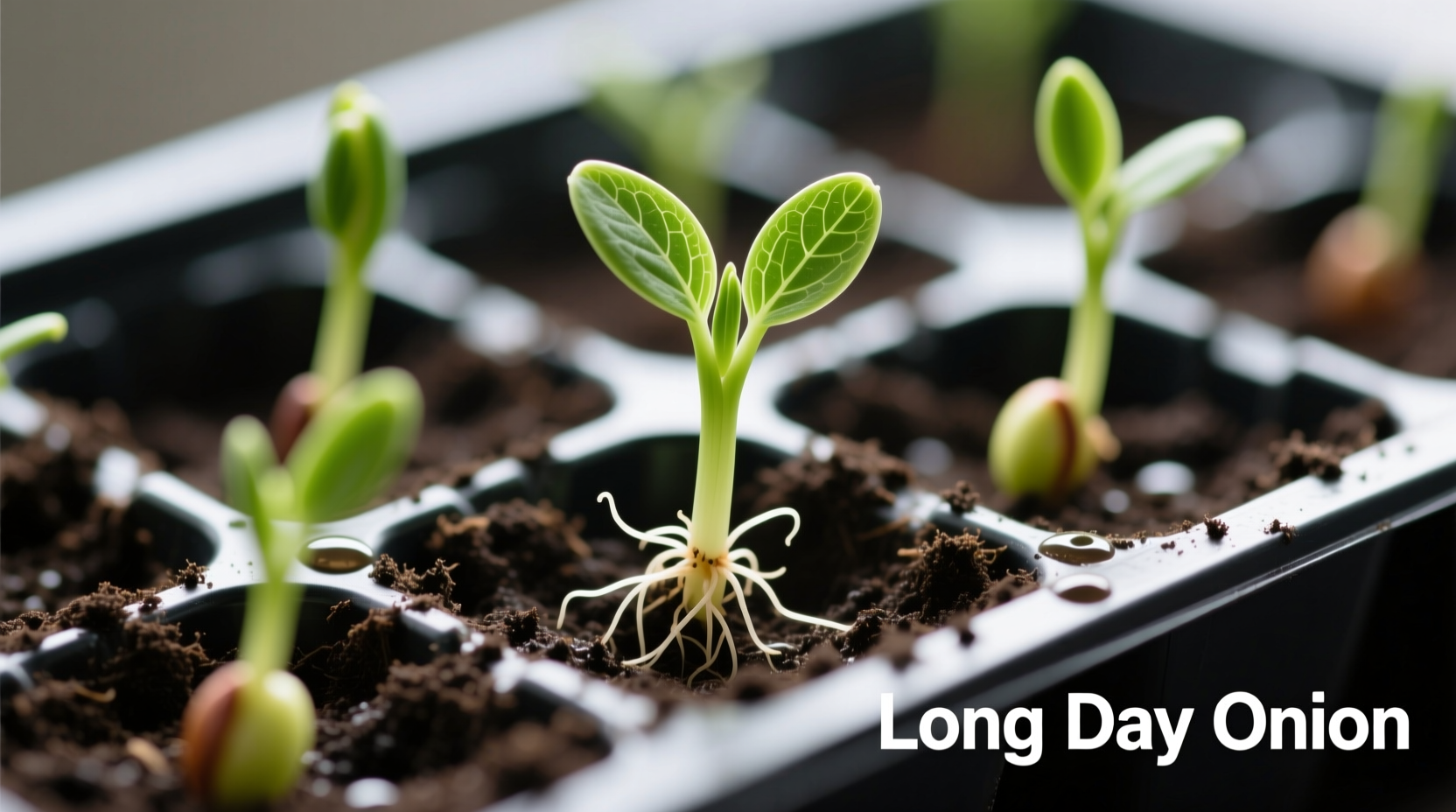 Long day onion seeds in planting tray