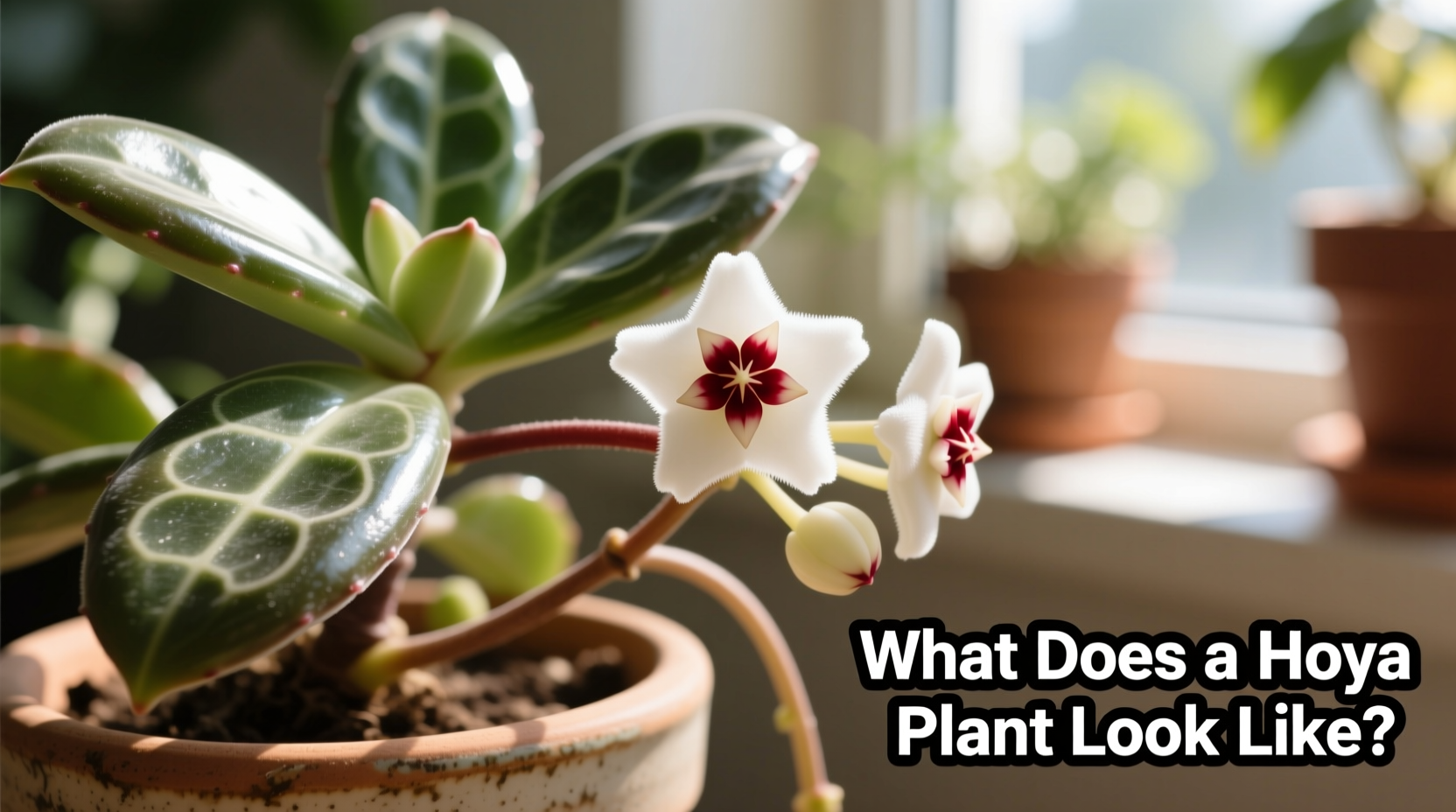 What Does a Hoya Plant Look Like? Visual Guide