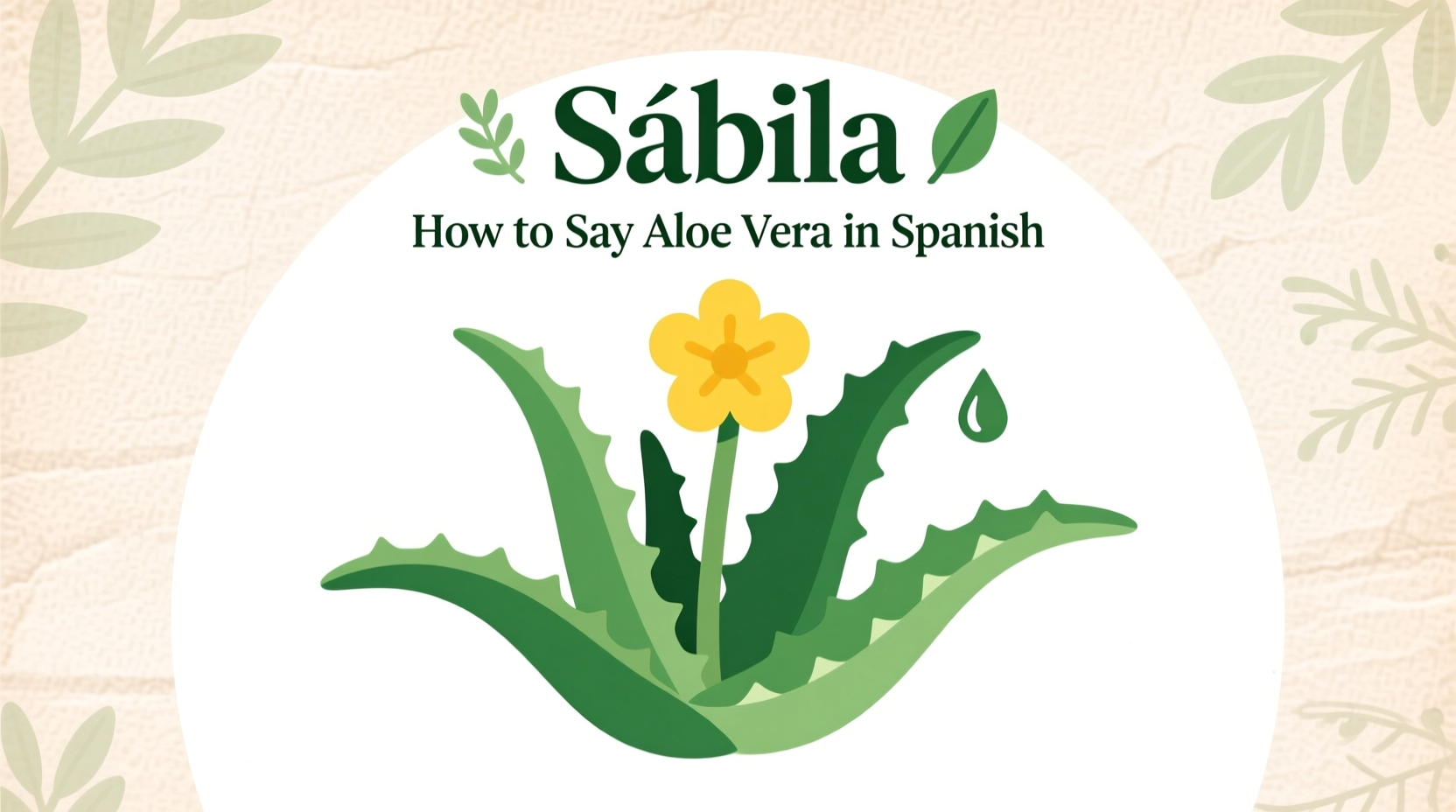 How to Say Aloe Vera in Spanish: Sábila Guide