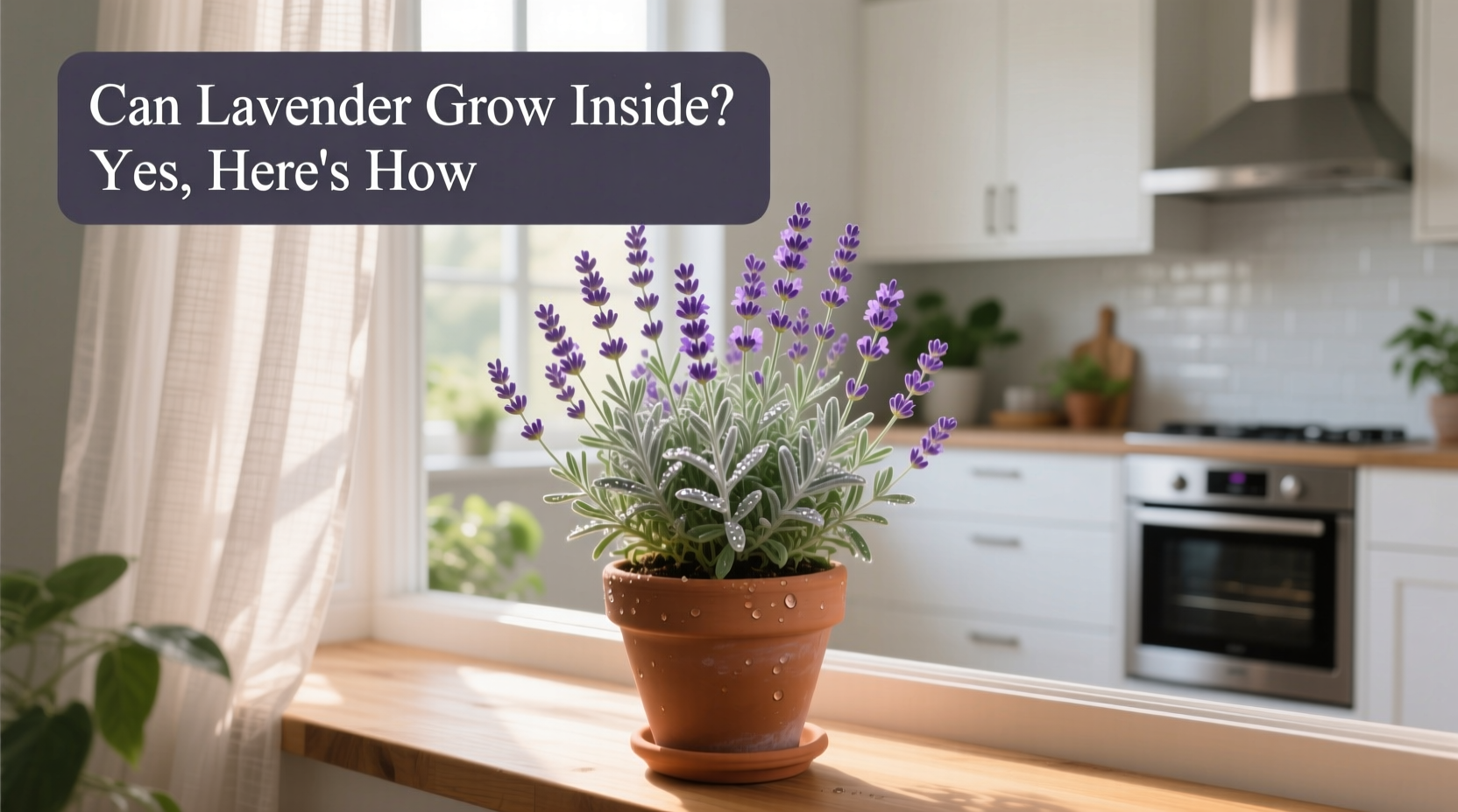 can lavender grow inside