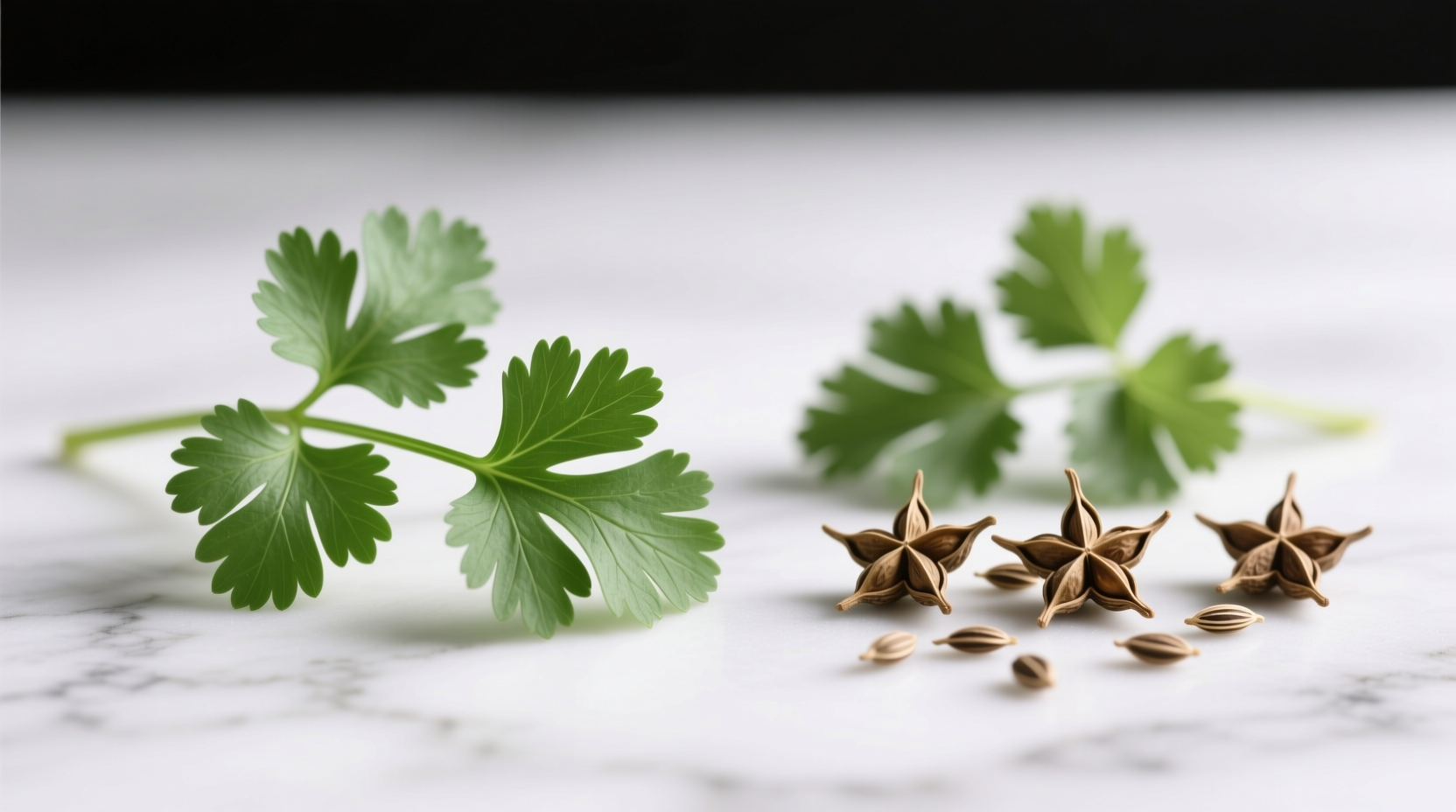 Coriander vs Cilantro: Same Plant, Different Parts - No Daily Debate Needed