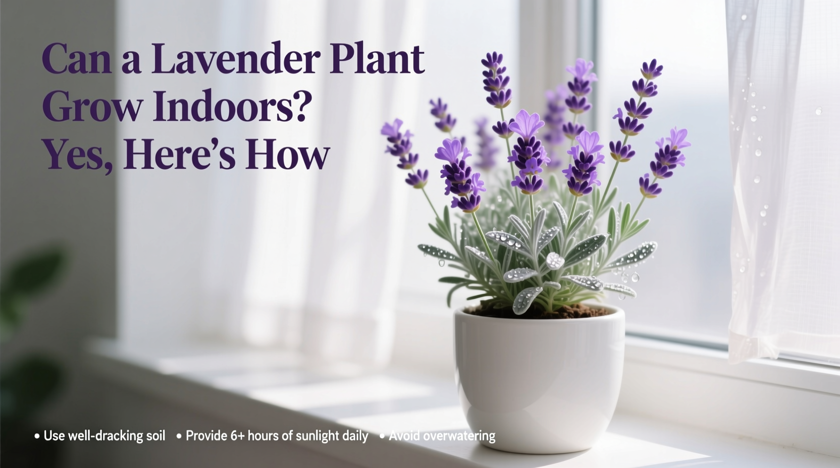 can a lavender plant grow indoors