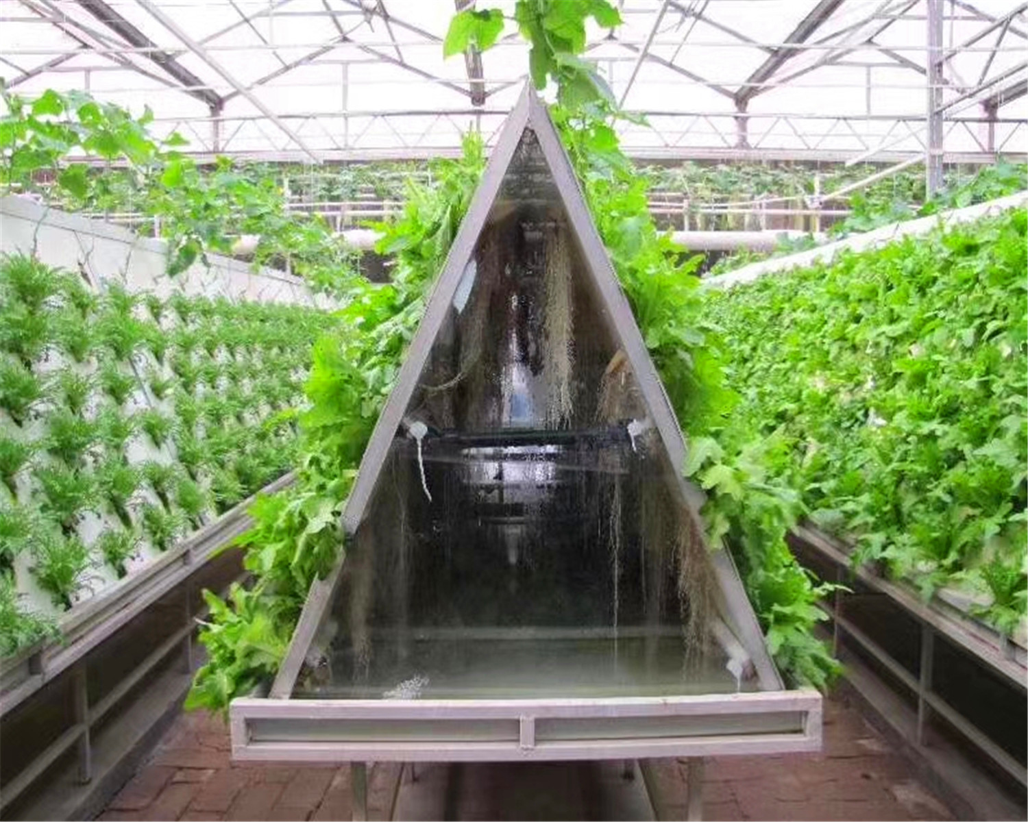 基质培养系统岩棉种植,椰子谷壳种植水培栽培的优势:1.