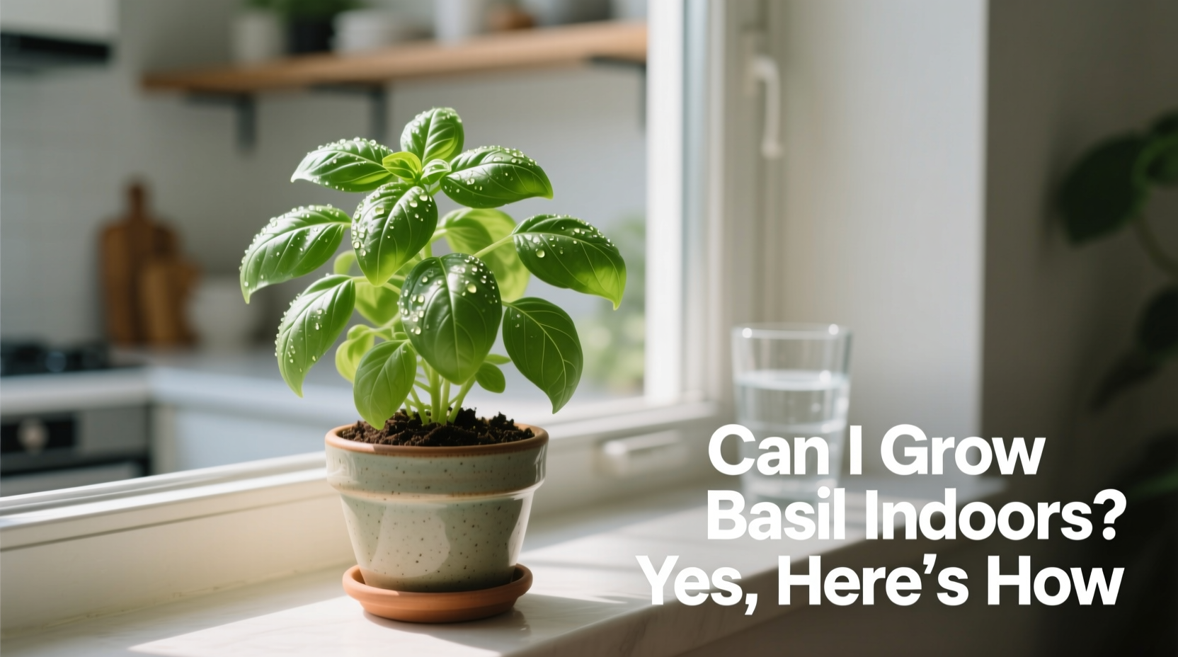 can i grow basil indoors