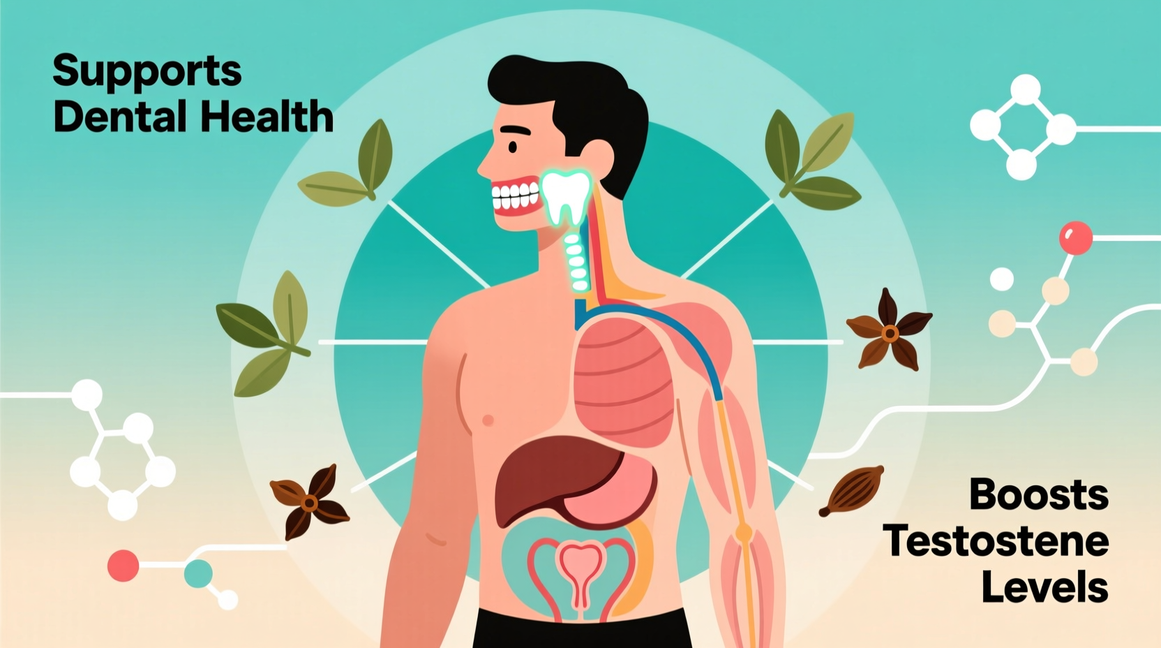 Clove benefits for men including dental health and testosterone support